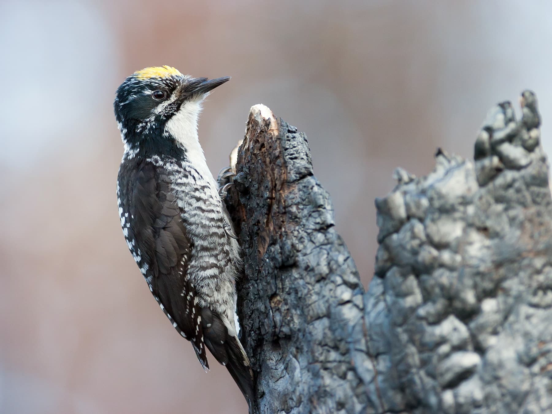 American three-toed woodpecker perching on a charred tree