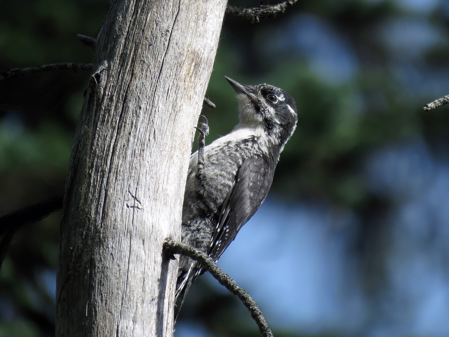 American three-toed woodpecker searching for prey