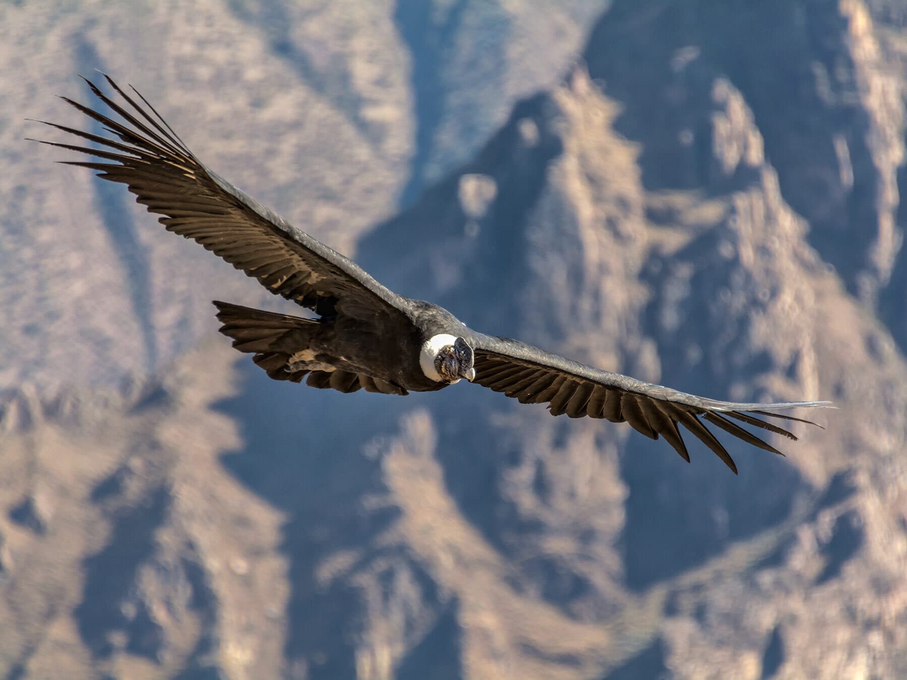 Andean condor flight