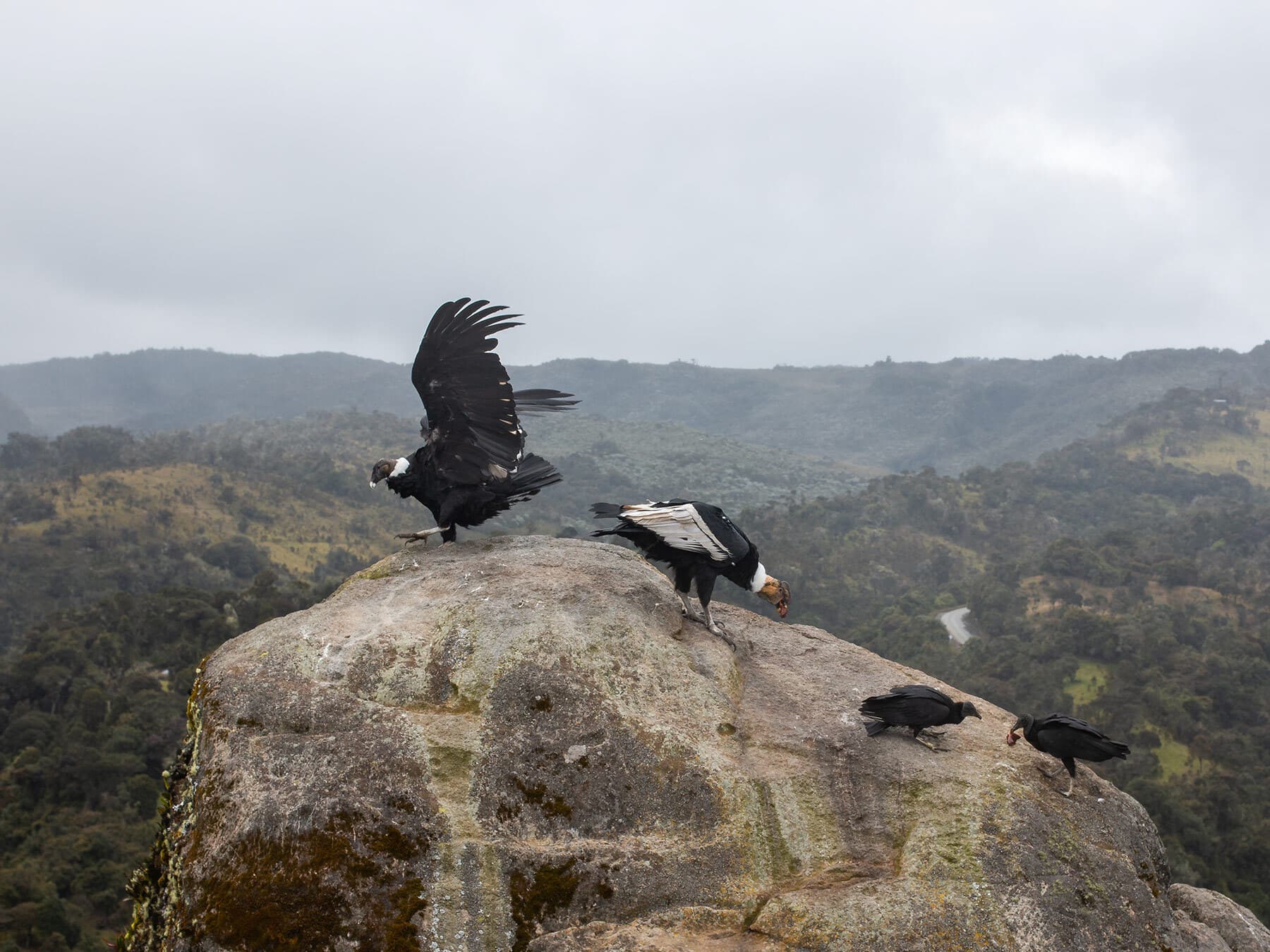 Andean condor pair