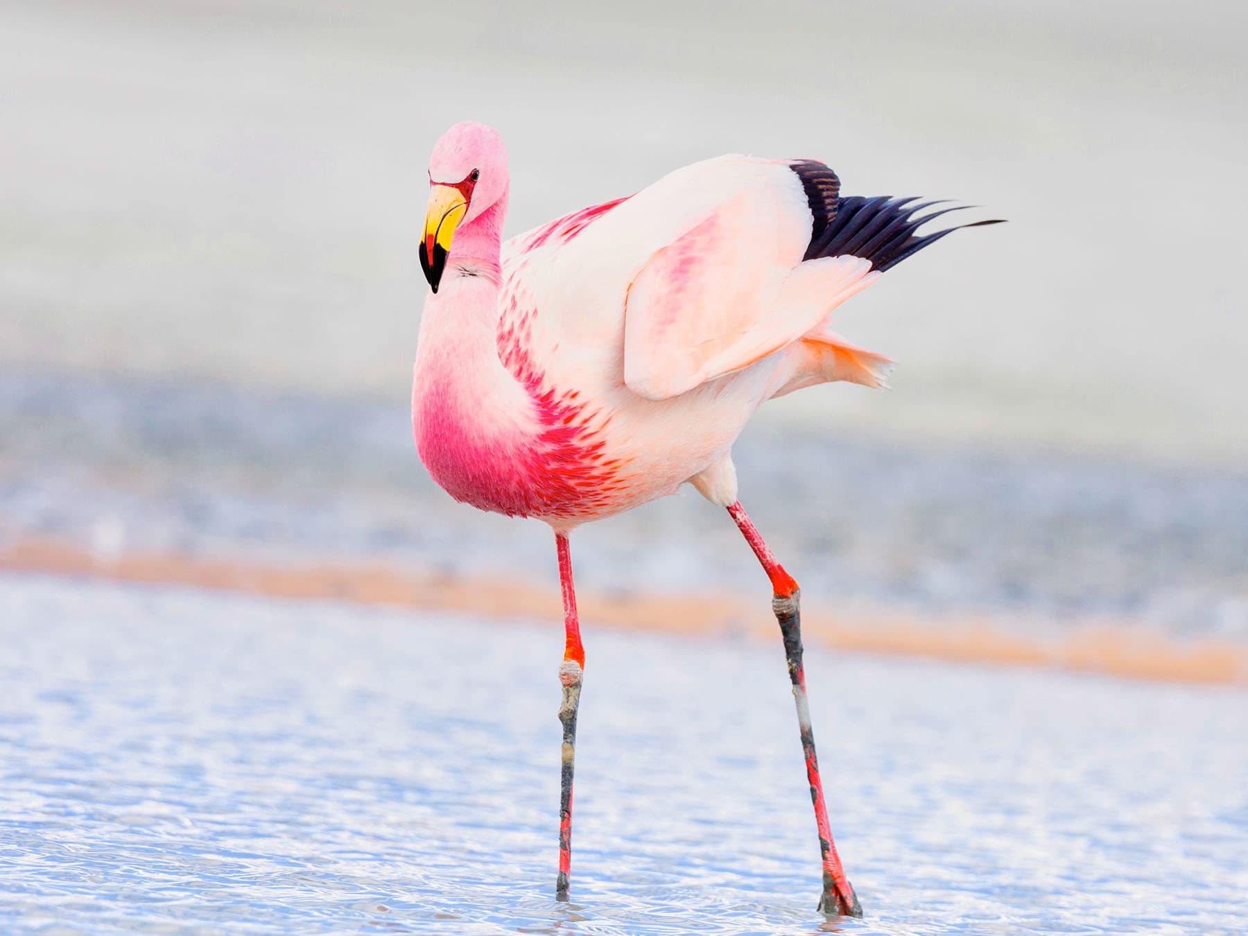 Where Do Flamingos Live? (Habitat, Range + Distribution) | Birdfact