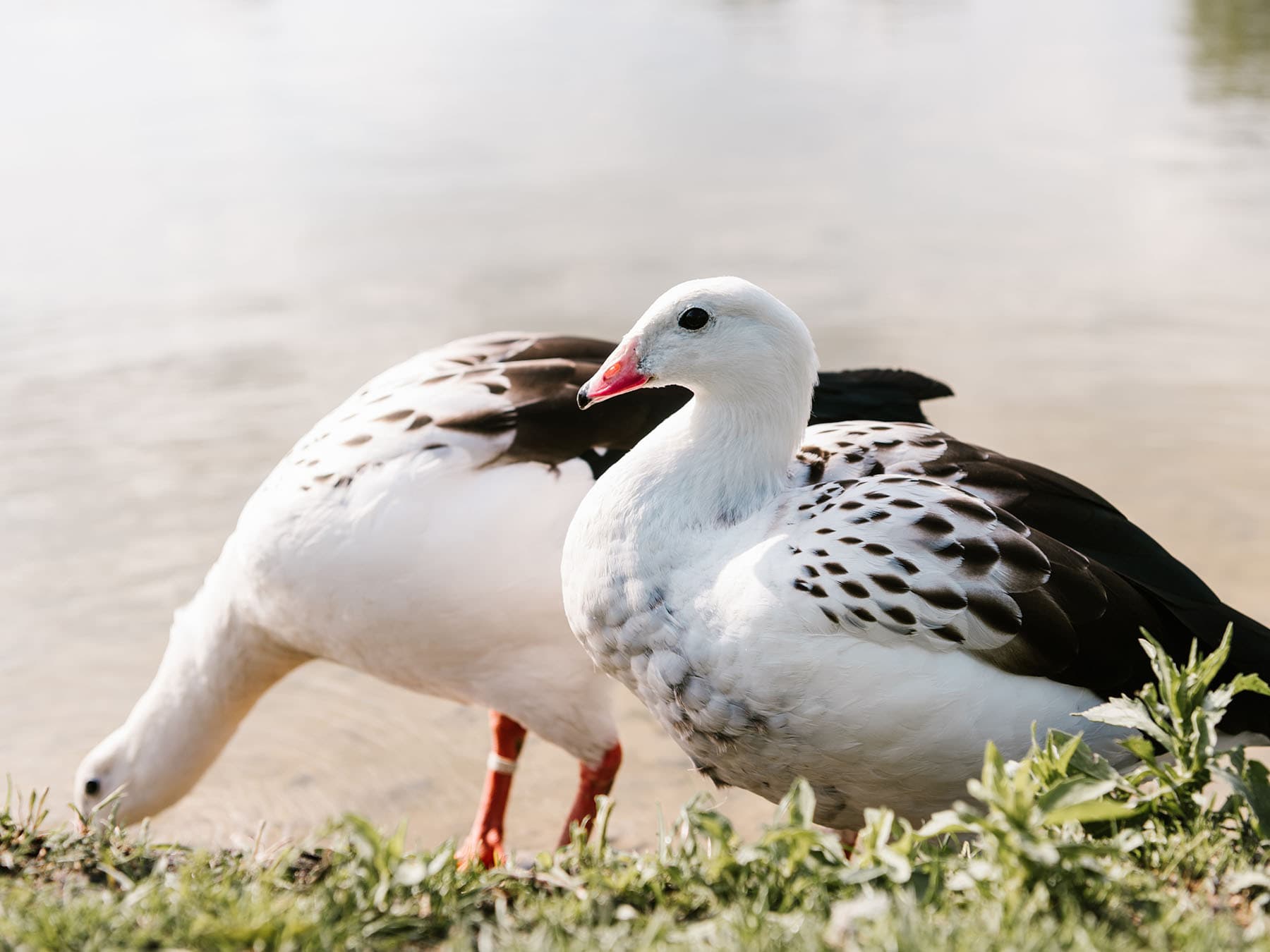 Andean geese pair