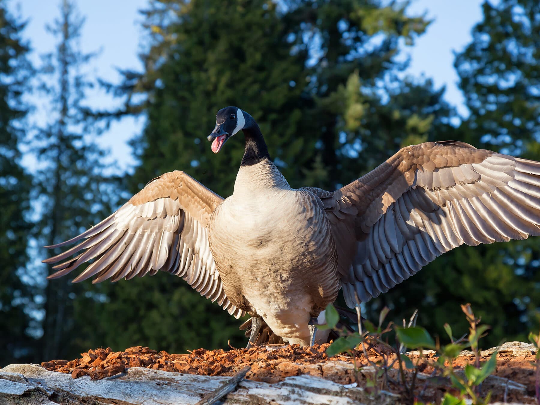Angry canada goose