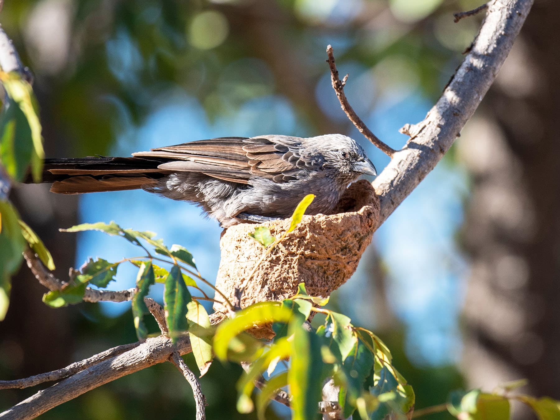 Apostlebird at nest