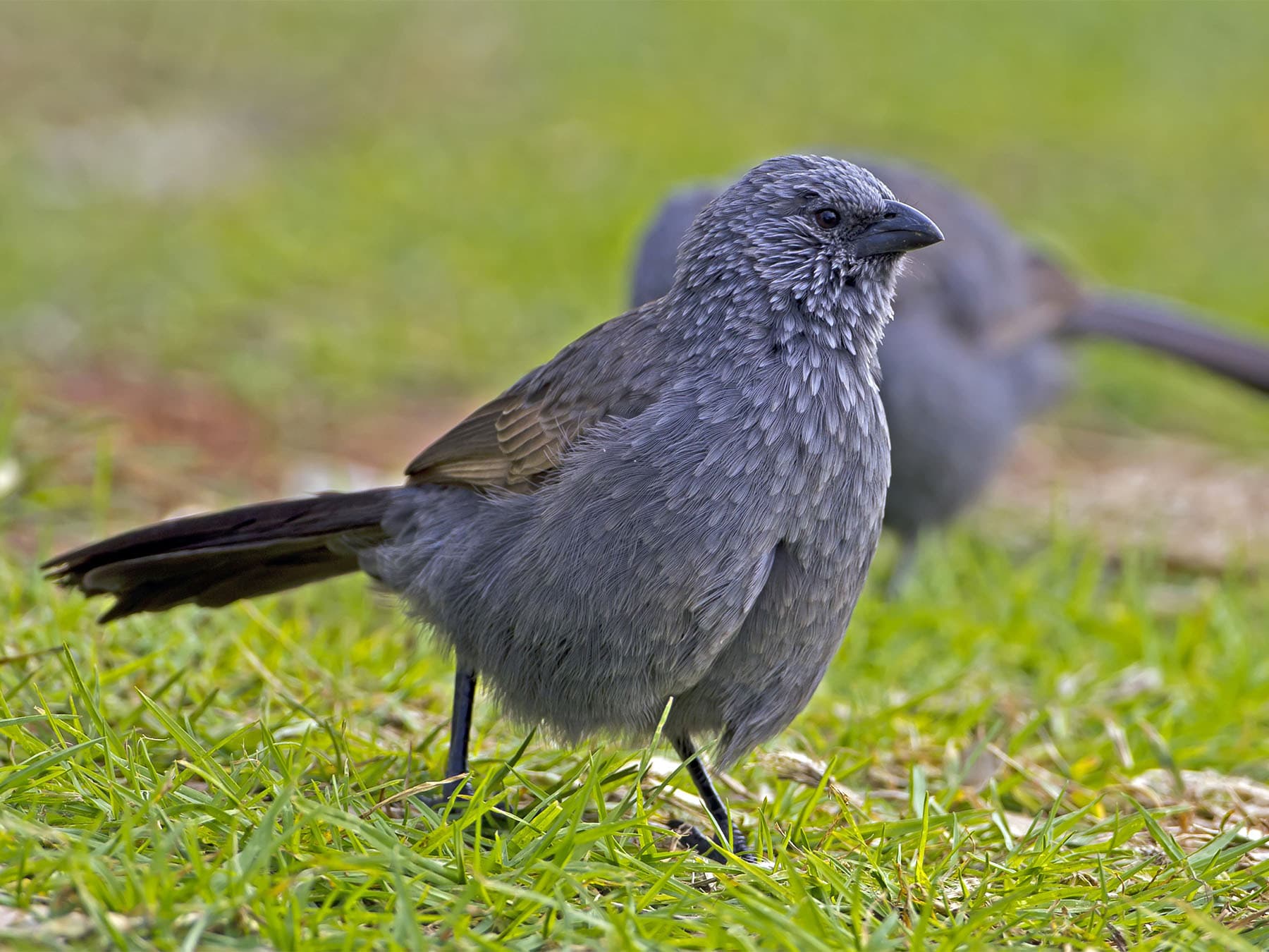 Apostlebird foraging on the ground