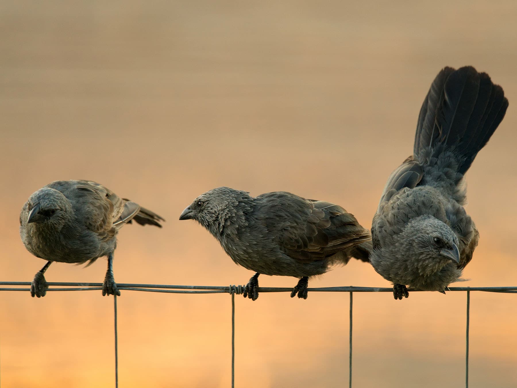 Three Apostlebirds perching on a wire fence