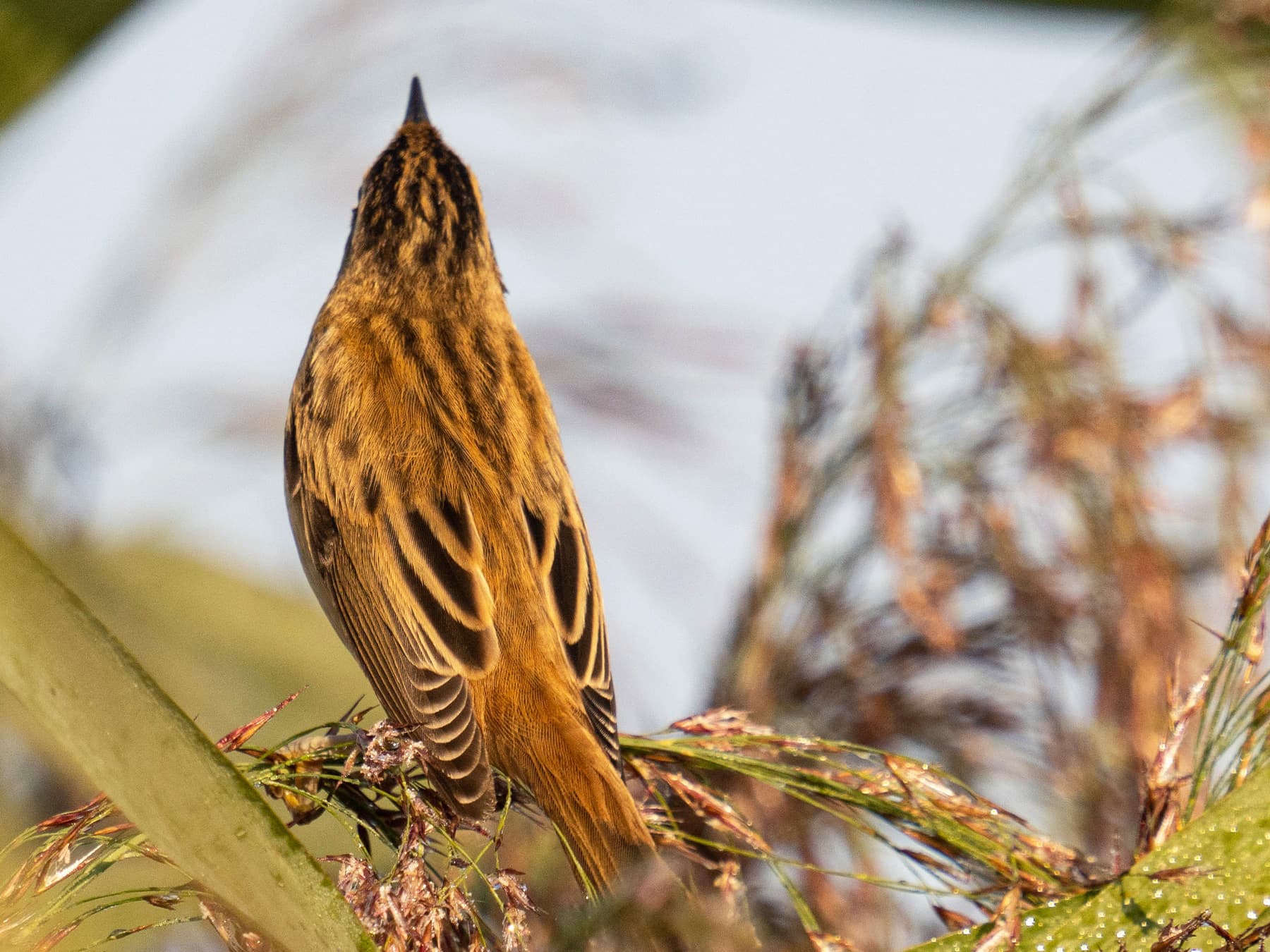 Back view of an Aquatic Warbler perching on reeds