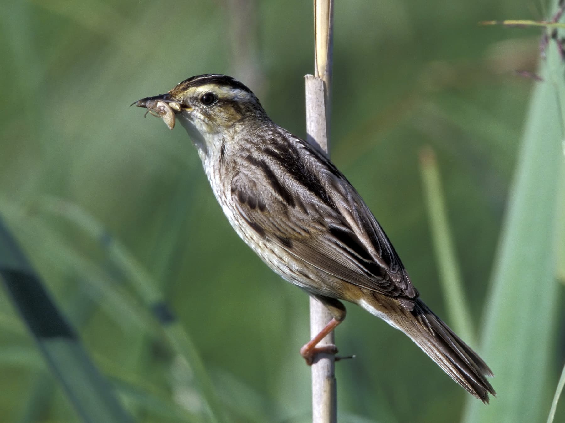 Aquatic Warbler feeding on insects