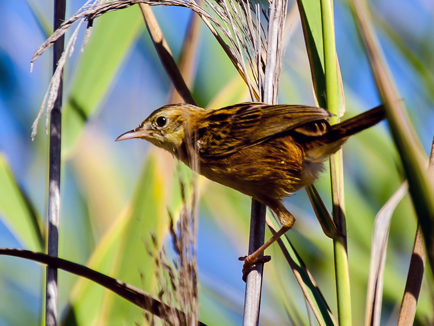 Aquatic Warbler perching in reed beds