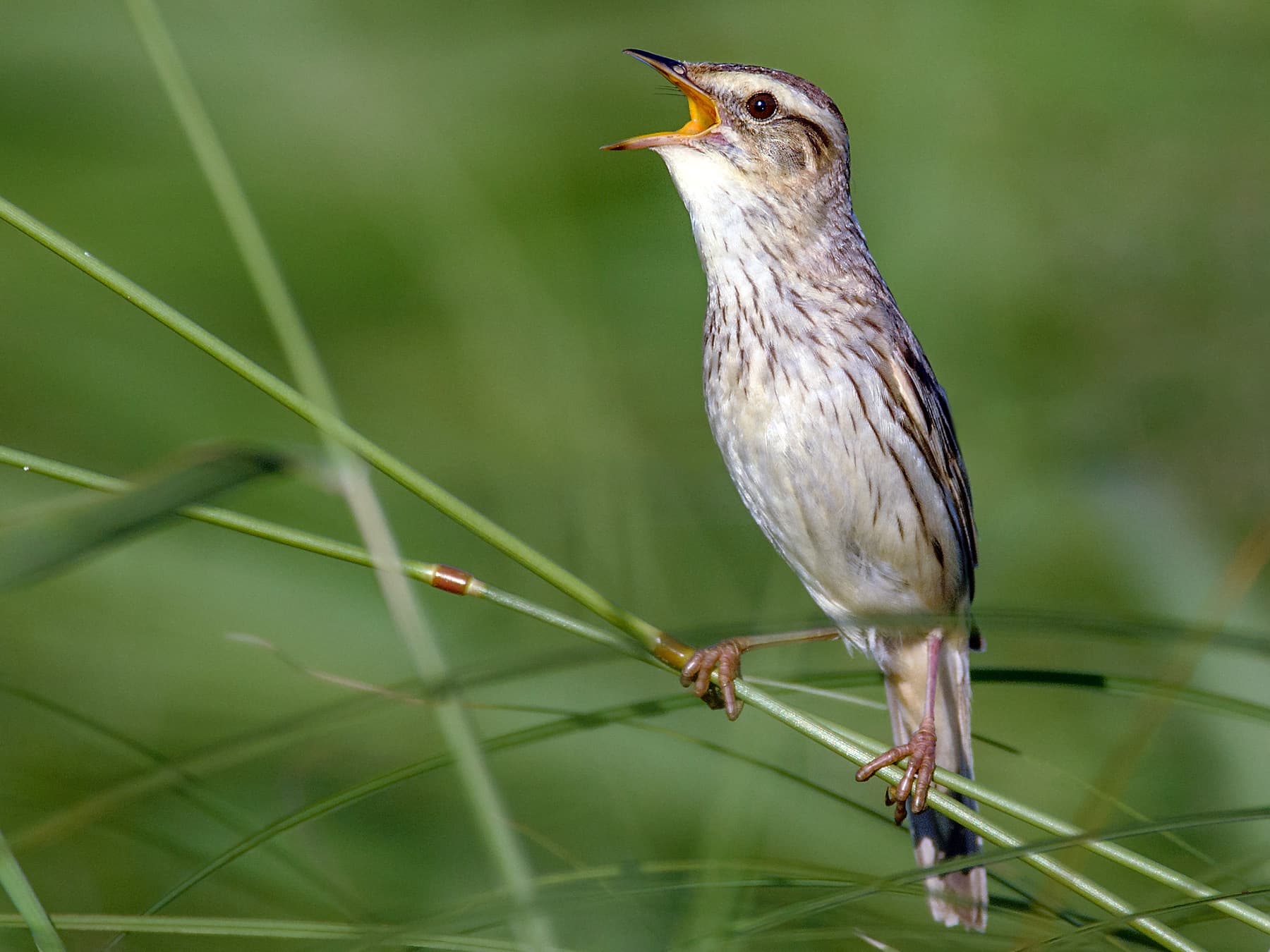 Aquatic Warbler chattering
