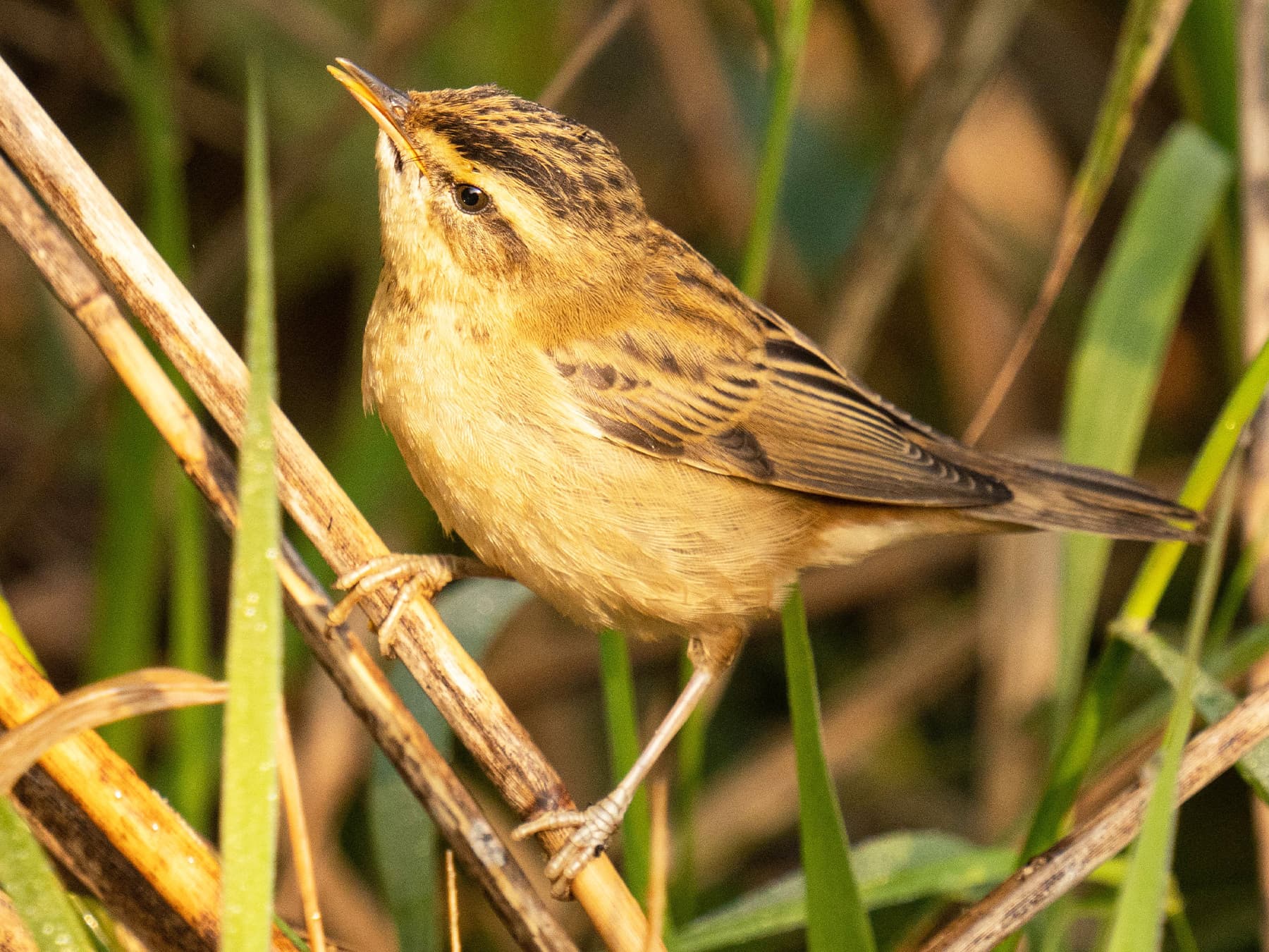 Aquatic Warbler in natural habitat