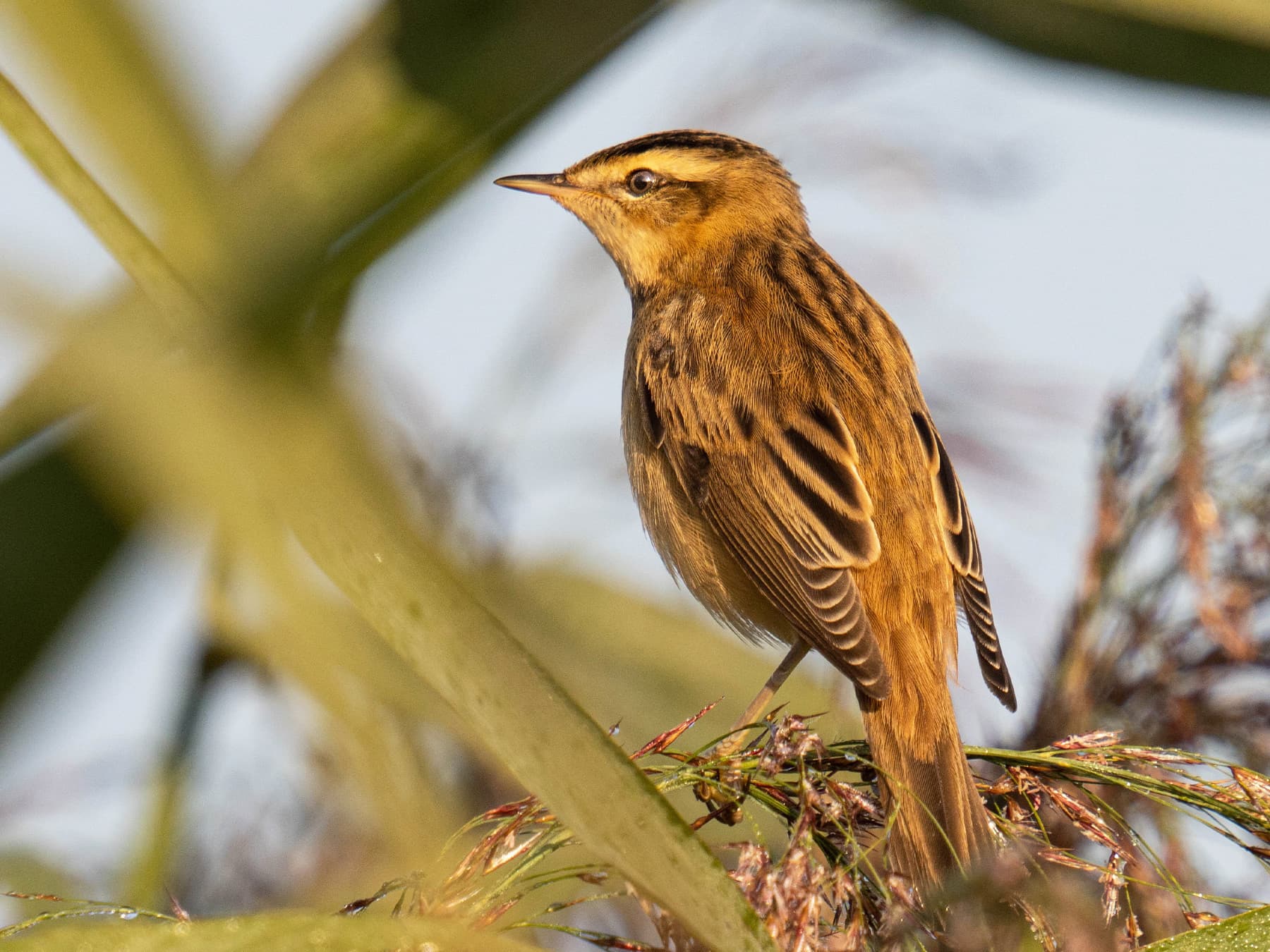 Aquatic Warbler in natural habitat