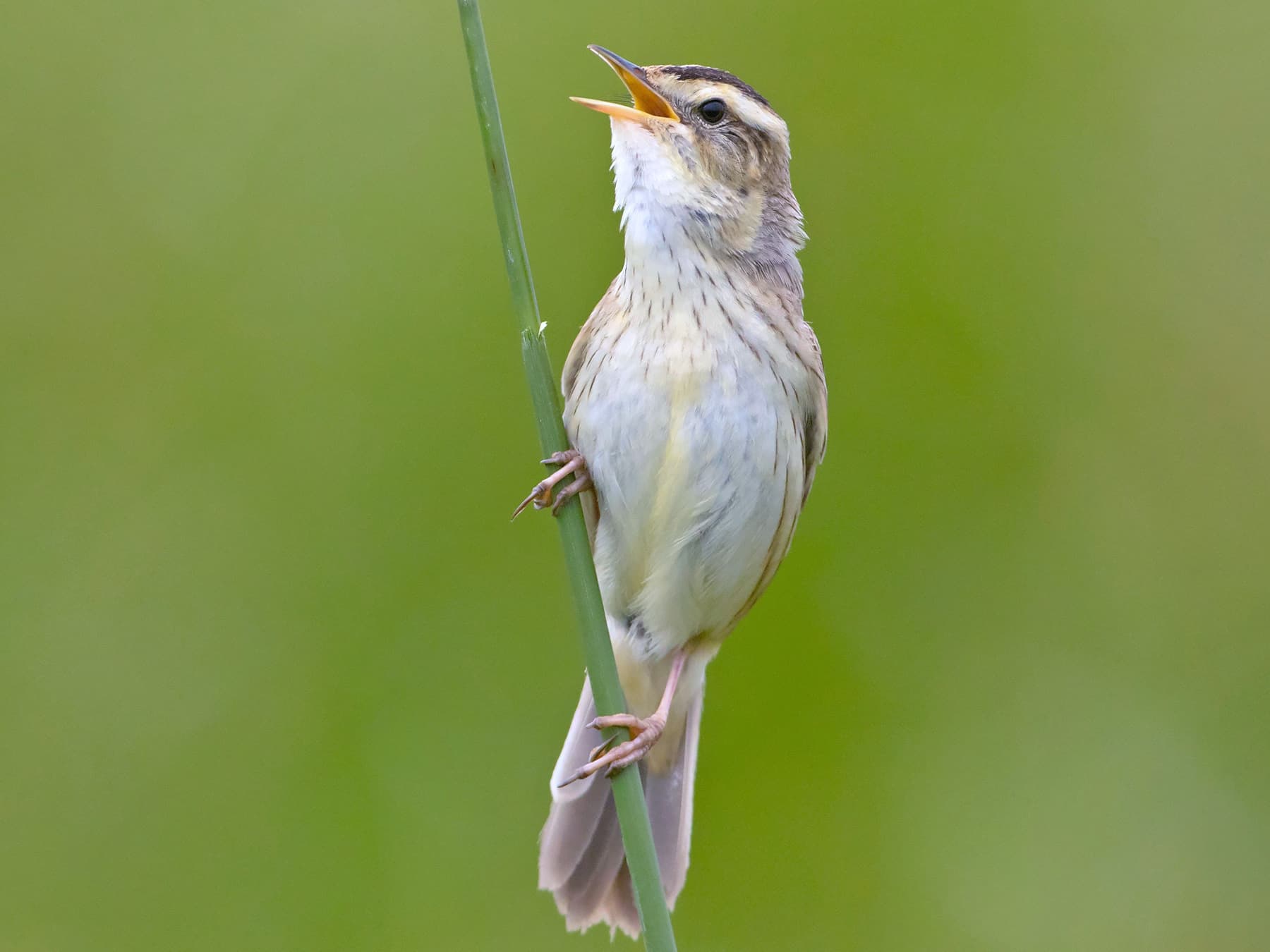 Aquatic Warbler singing in natural habitat