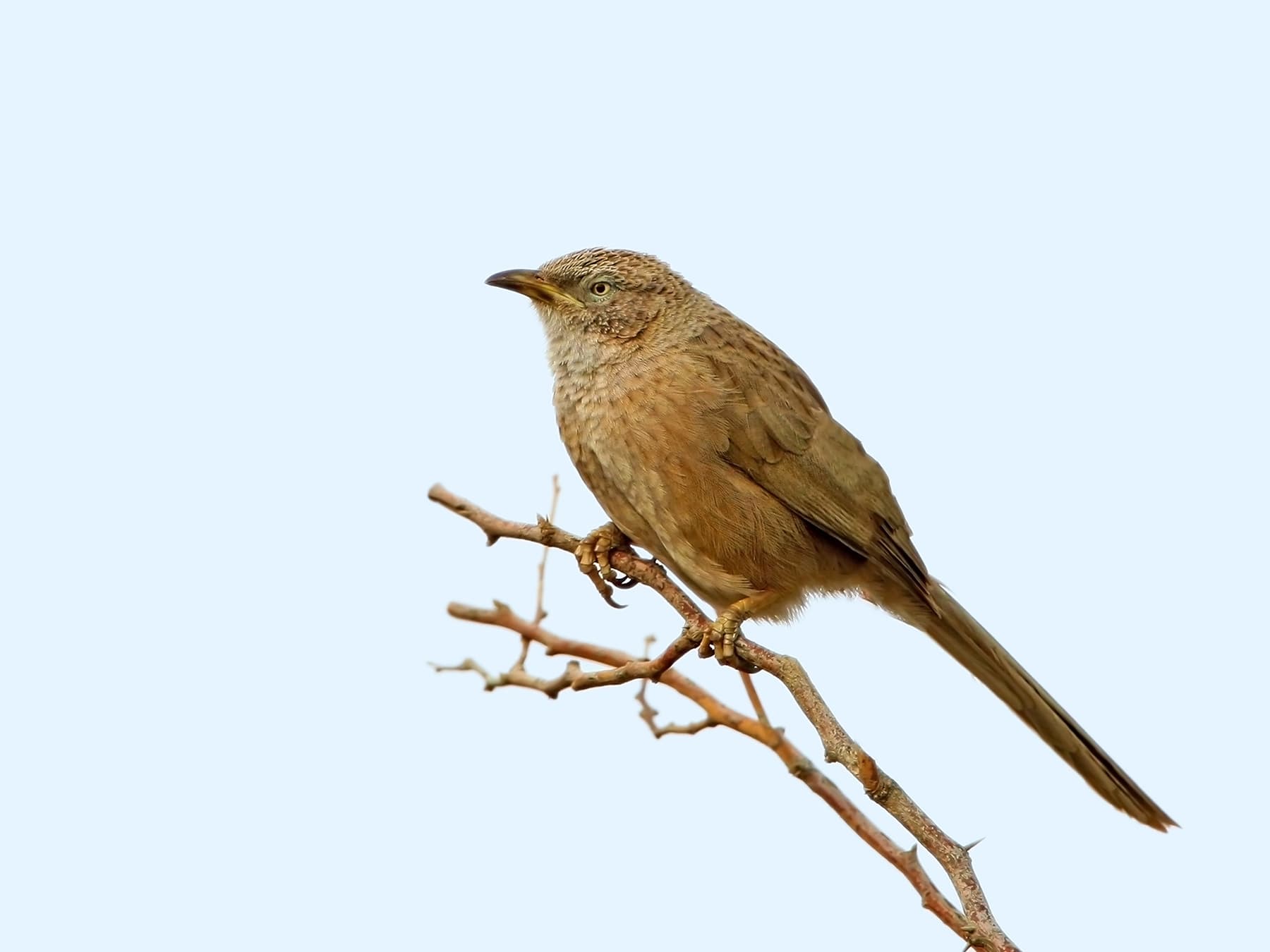 Arabian babbler on watch