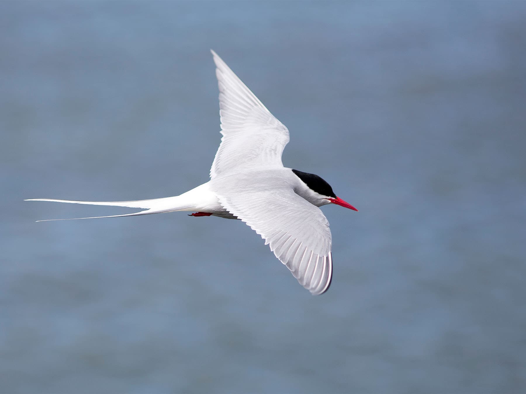 Arcitic tern in flight
