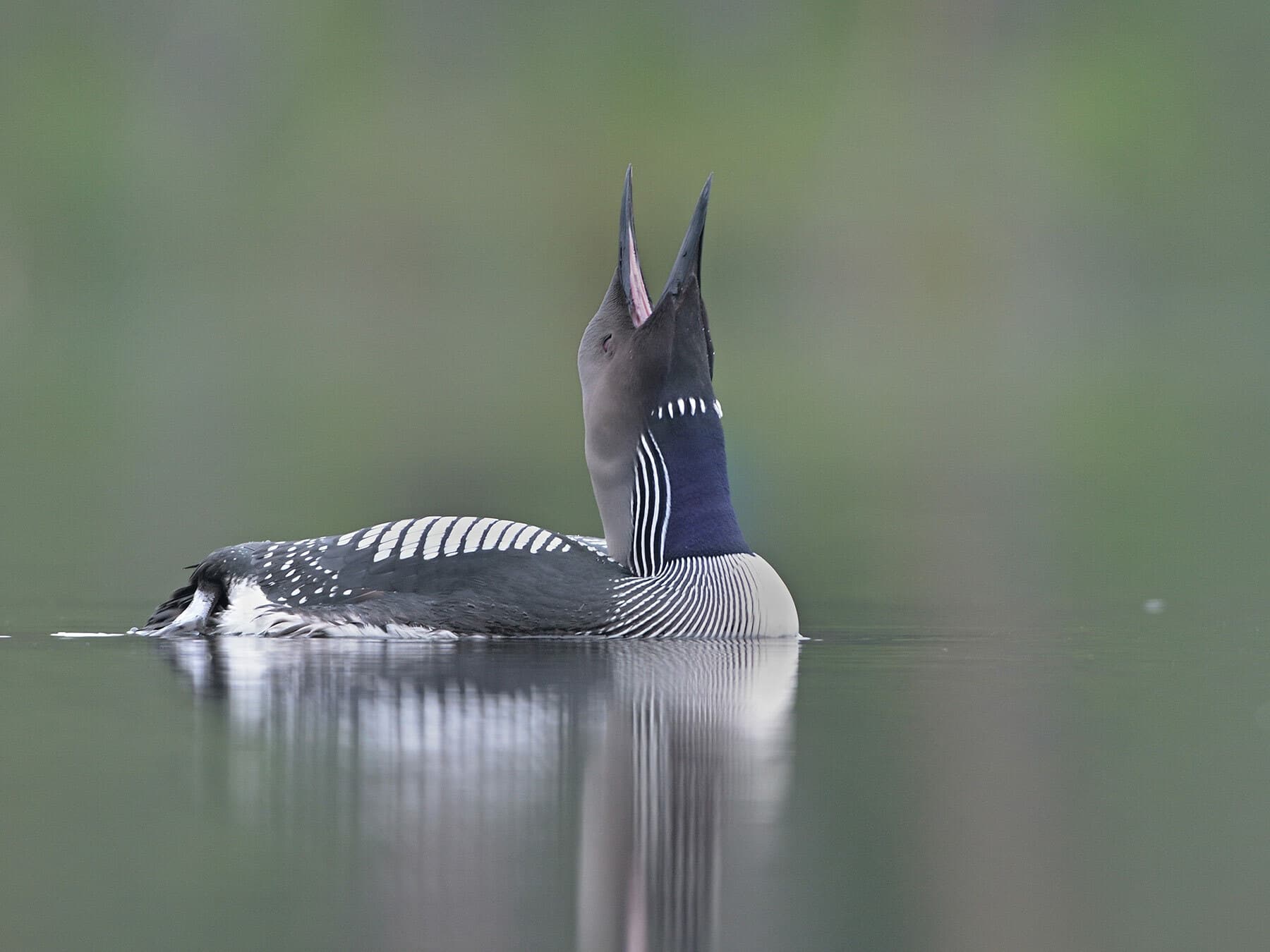 Arctic Loon calling on the water