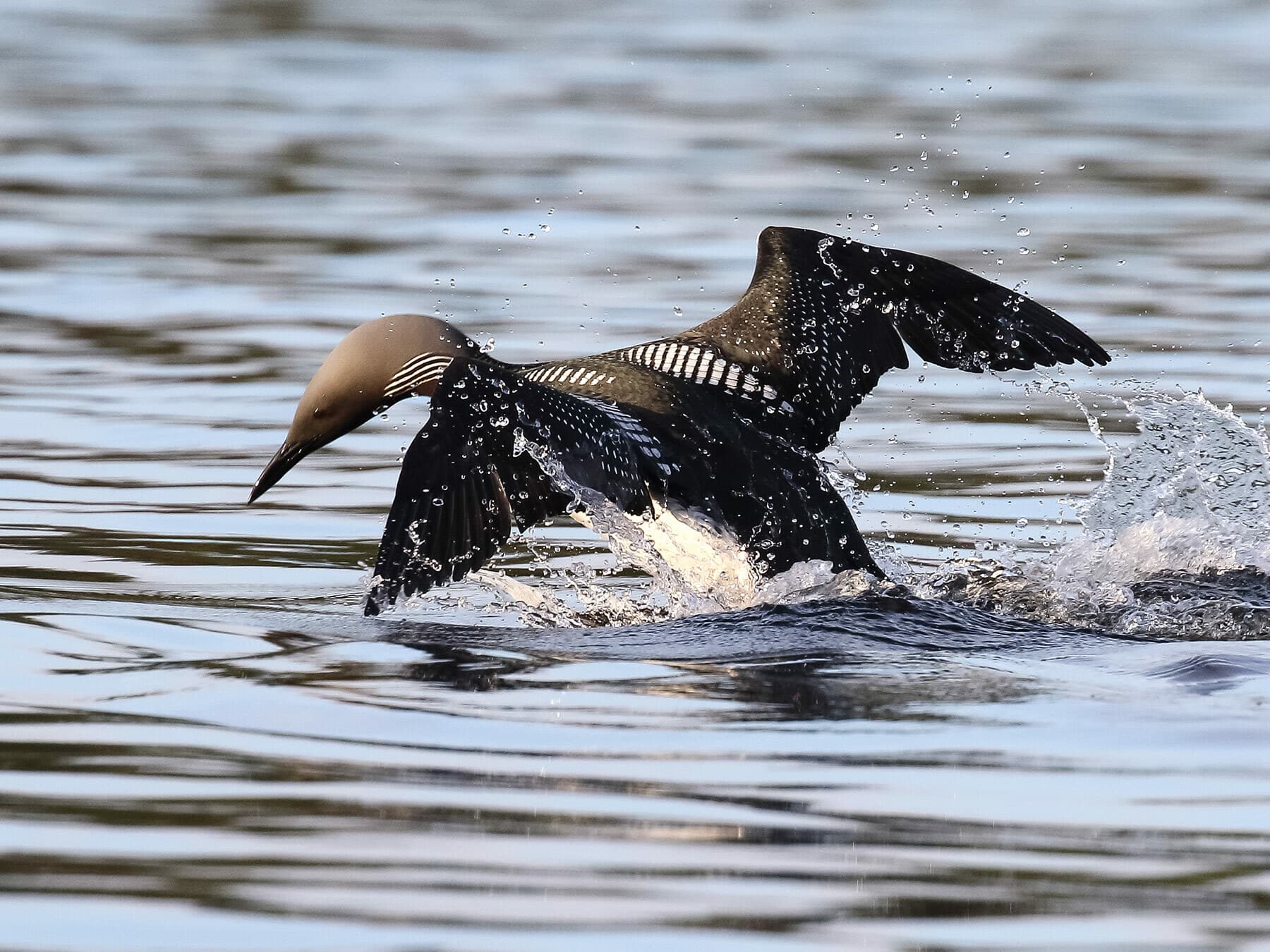 Arctic Loon diving for food