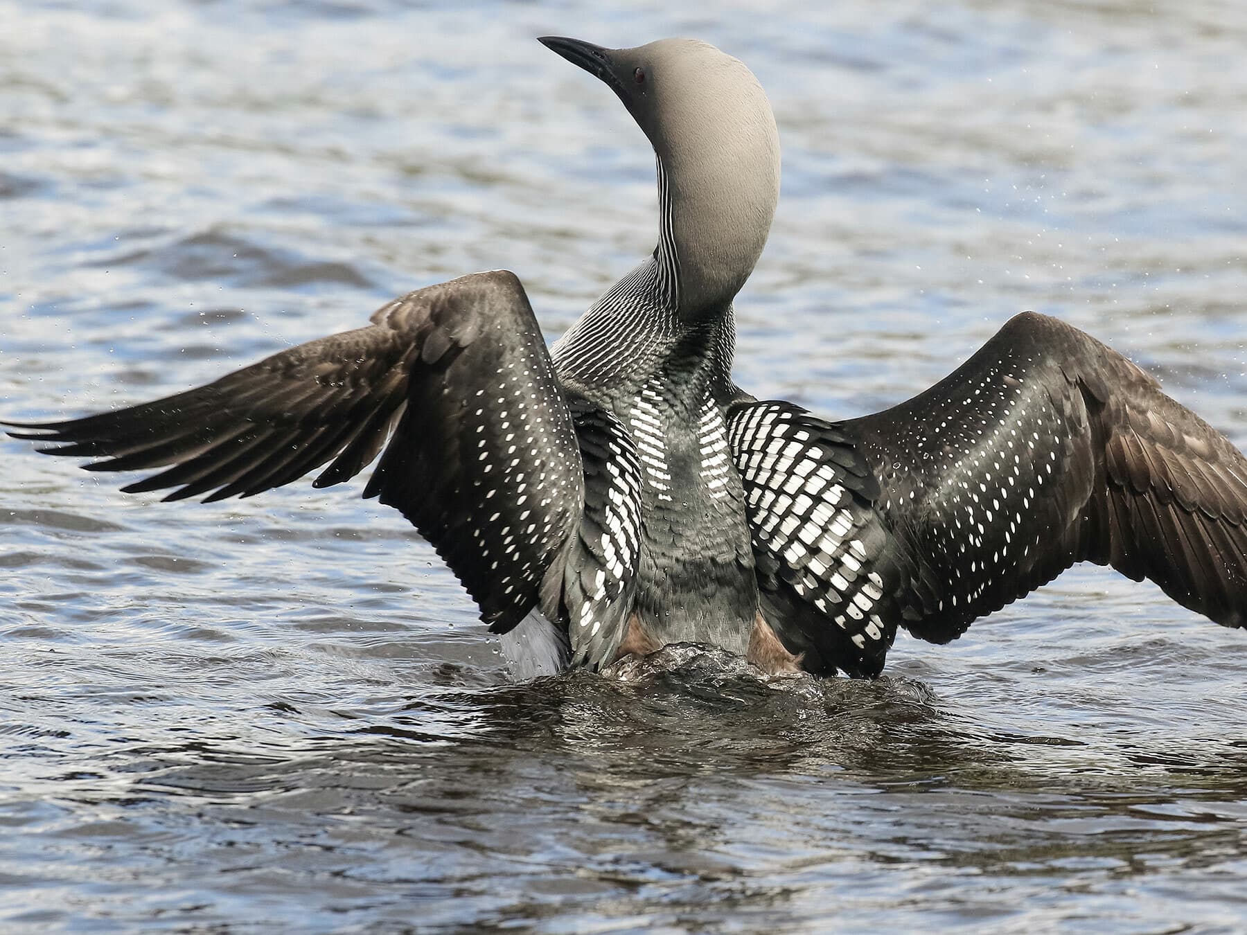 Arctic Loon from behind with spread wings