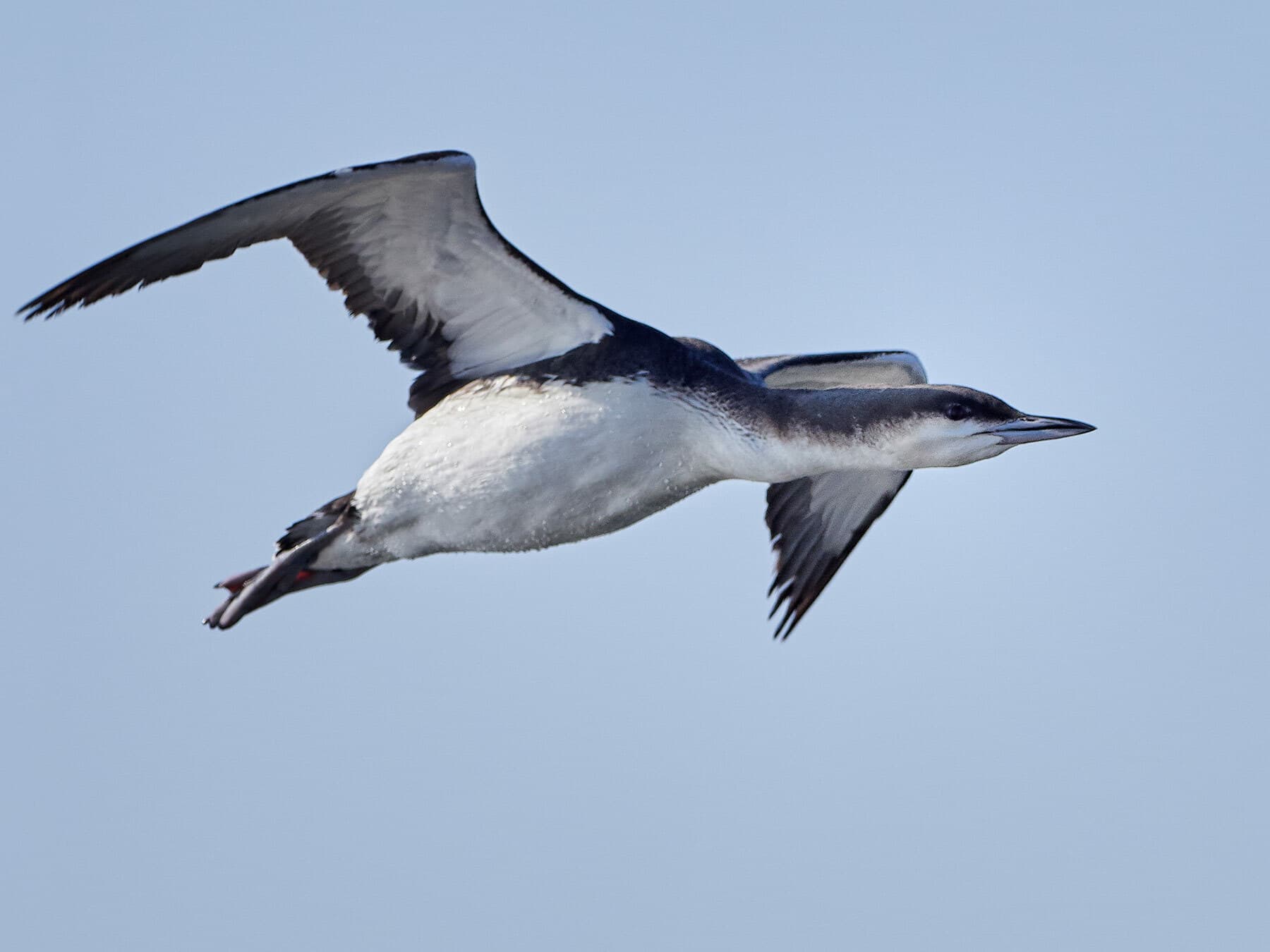 Arctic Loon in flight