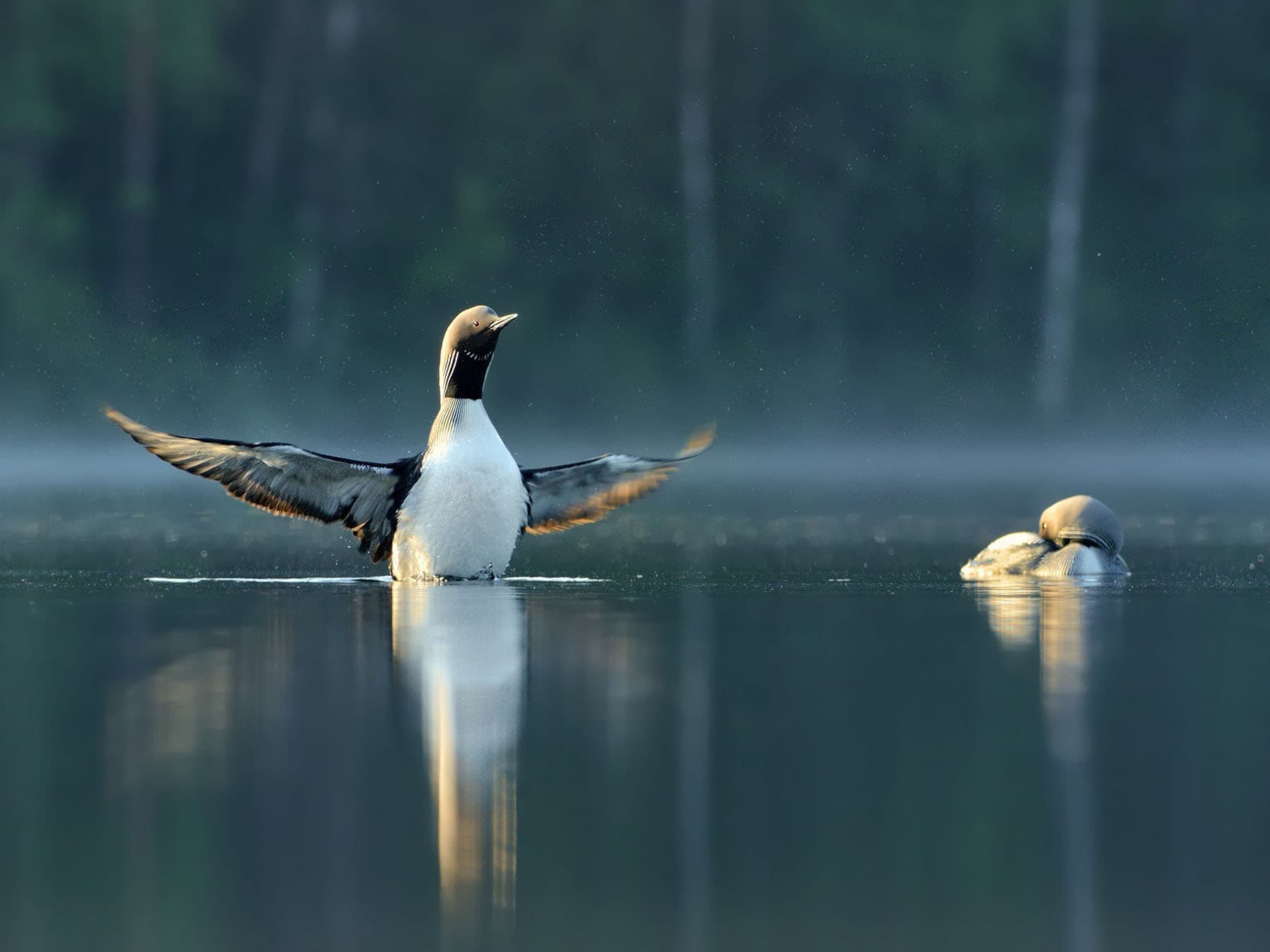 A pair of Arctic Loons on the water together
