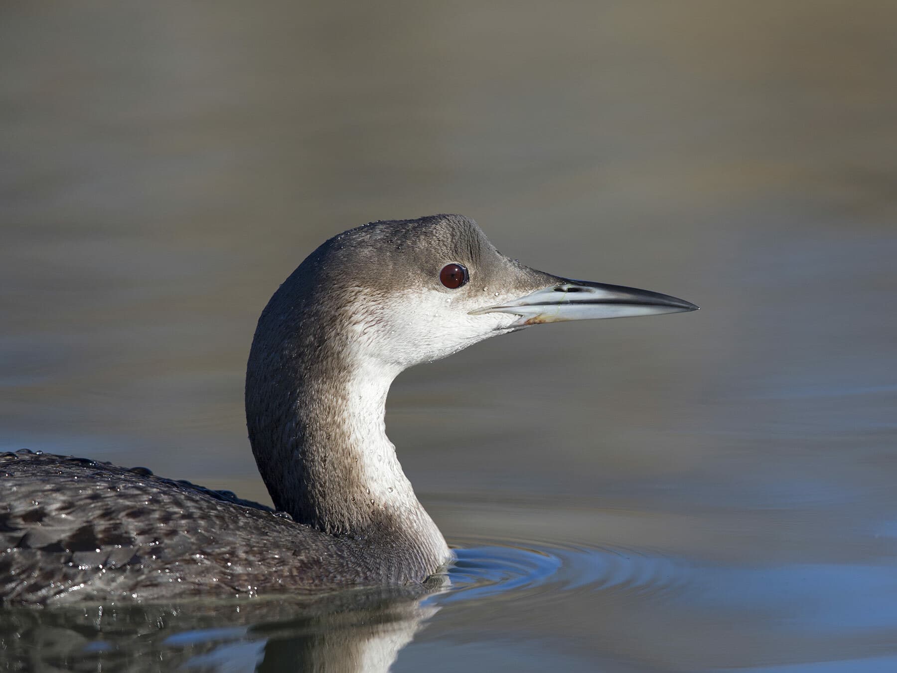 Arctic Loon in winter plumage