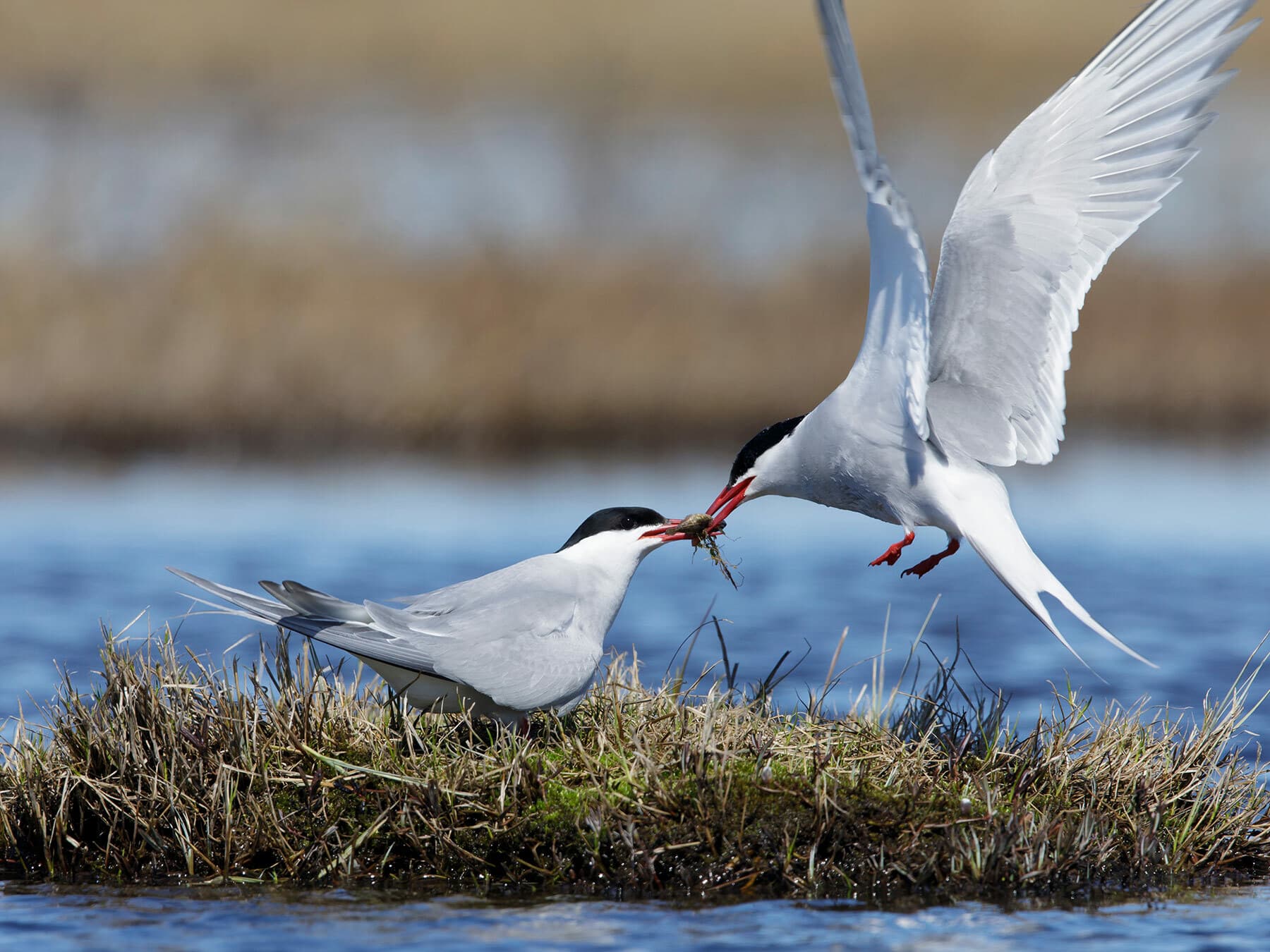 Arctic tern nesting