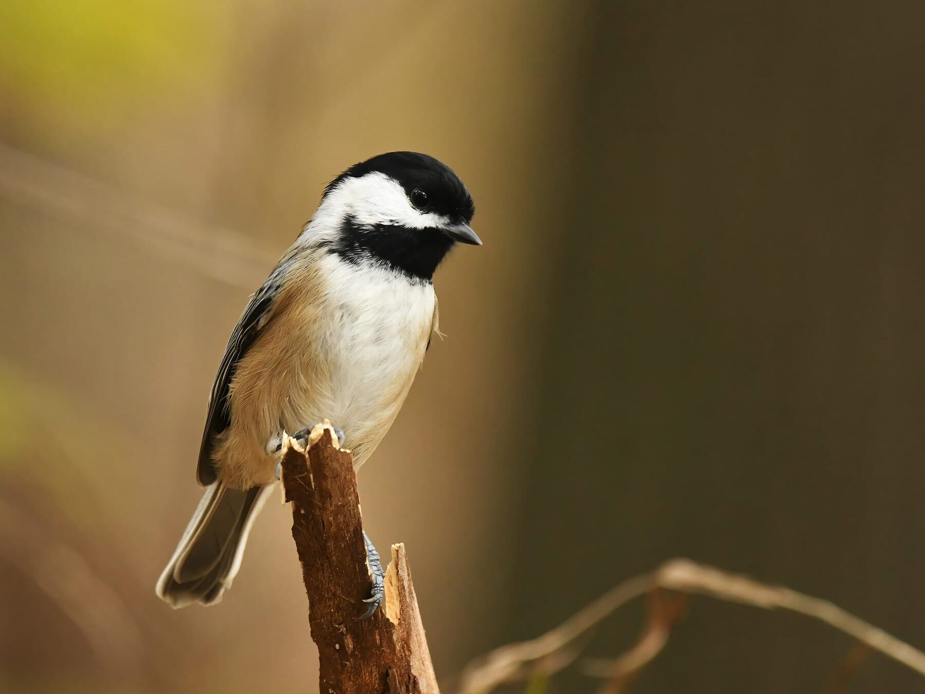Are Birds Scared Of Humans? (What Do They Really Think Of Us)