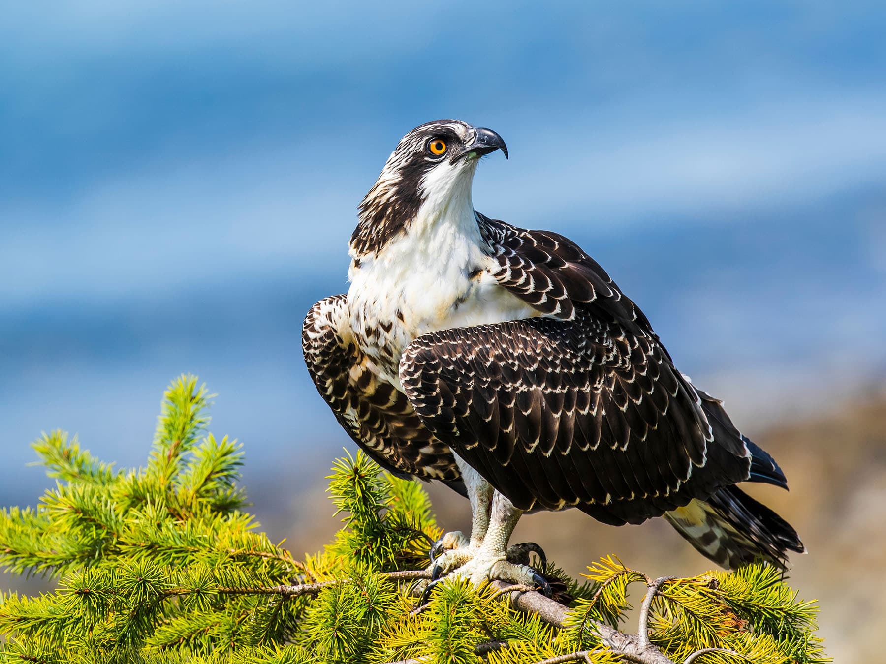 Are ospreys endangered