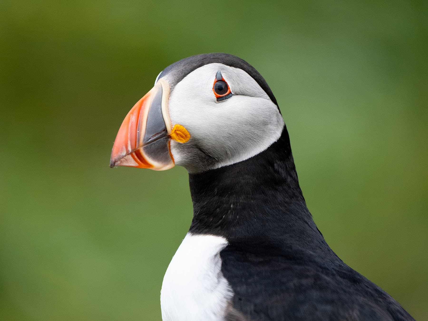 Are puffins endangered