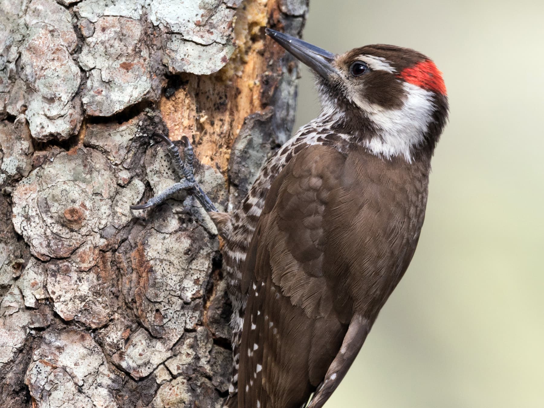 Arizona Woodpecker feeding on insects