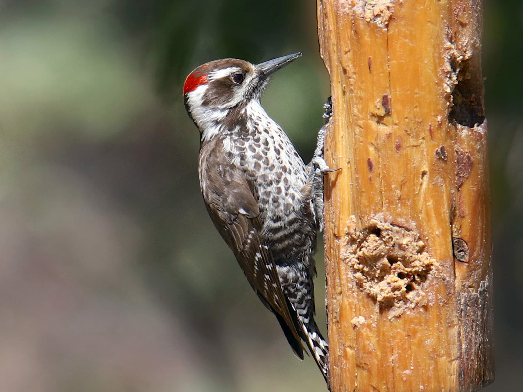 Arizona Woodpecker feeding on a suet feeder