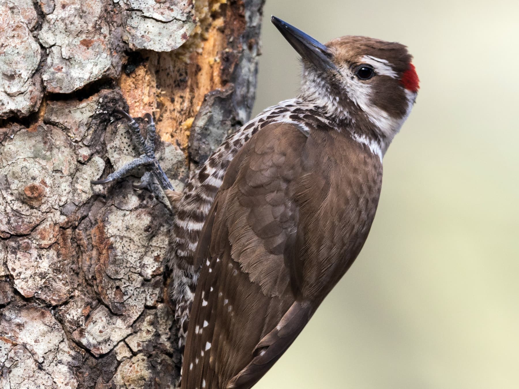 Arizona Woodpecker foraging for insects on the bark of a tree