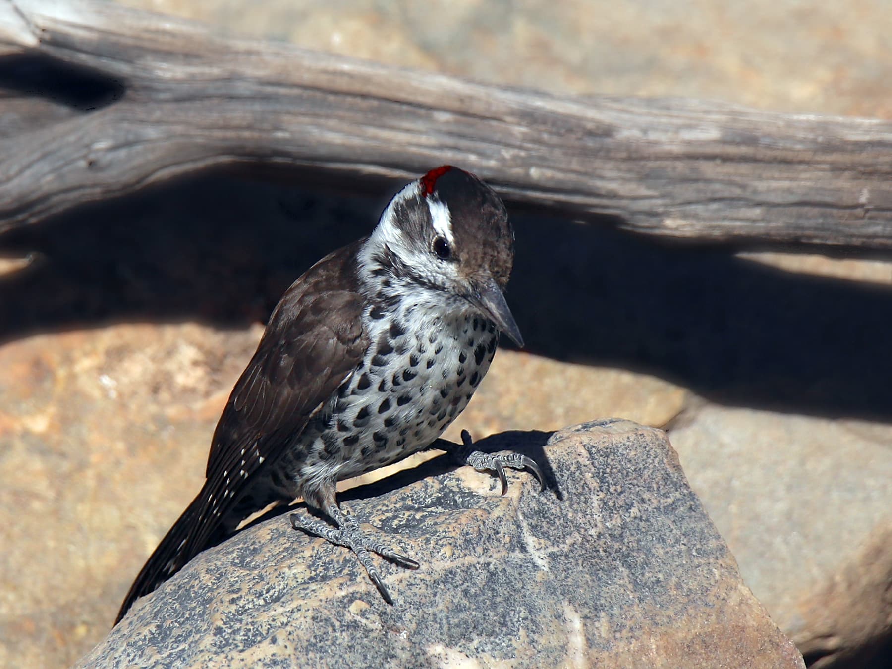 Arizona Woodpecker perching on top of a rock
