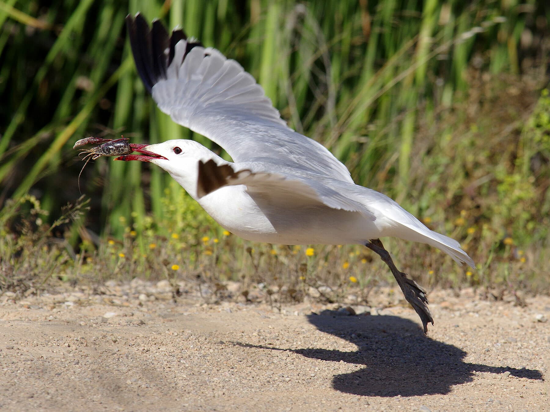 Audouins Gull taking off with food