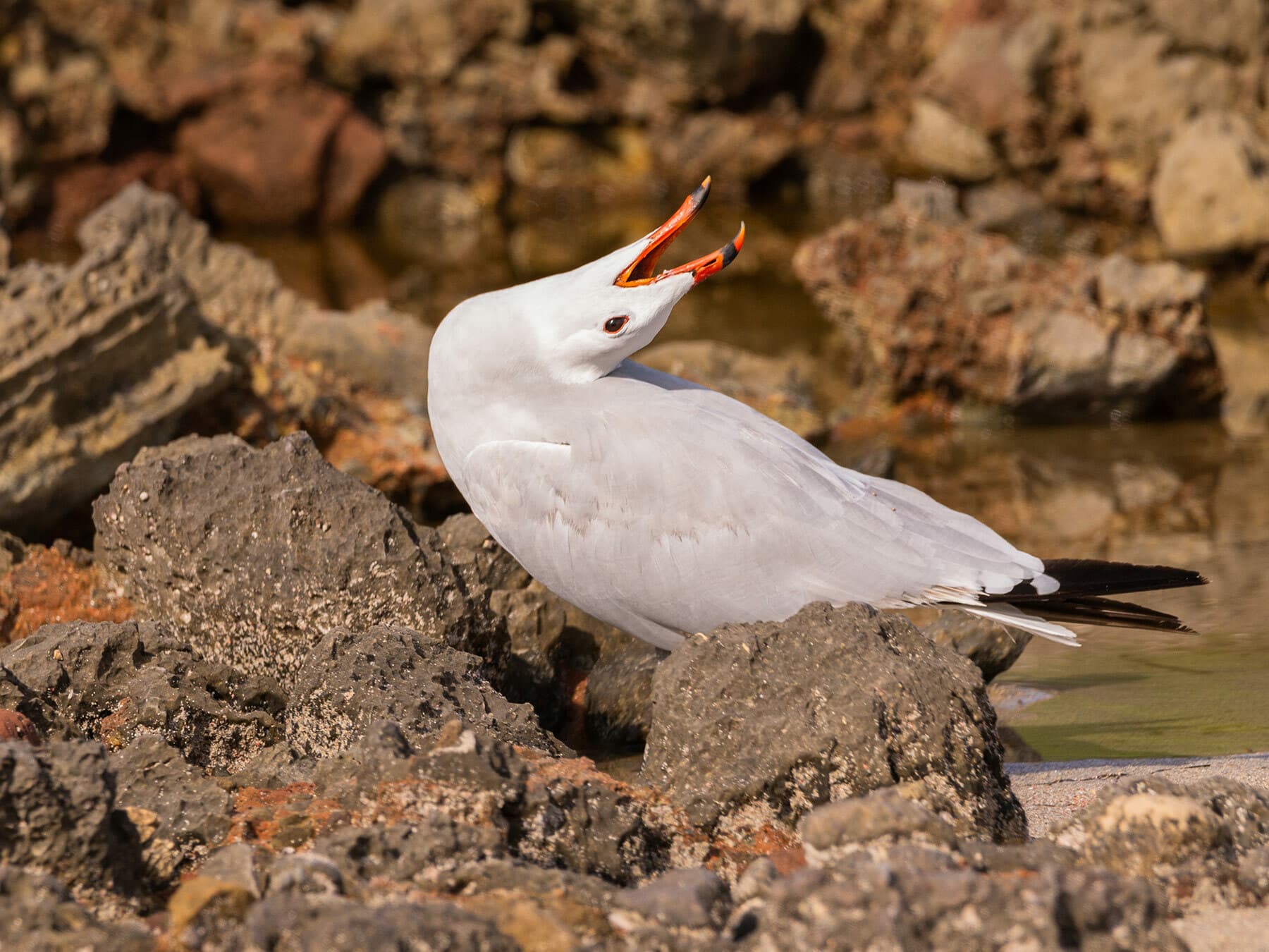 Audouins Gull calling