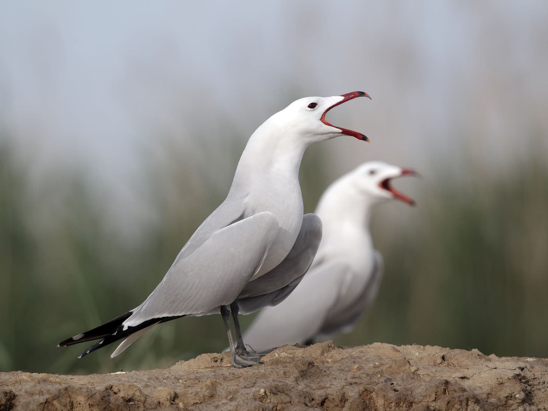 A pair of Audouins Gulls calling