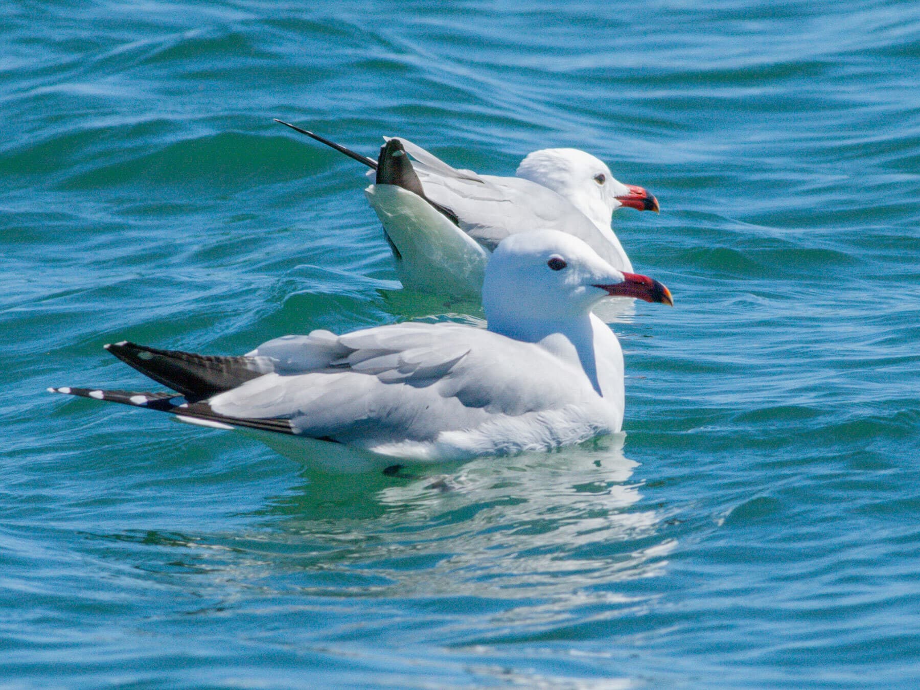 Audouins Gulls floating on the sea