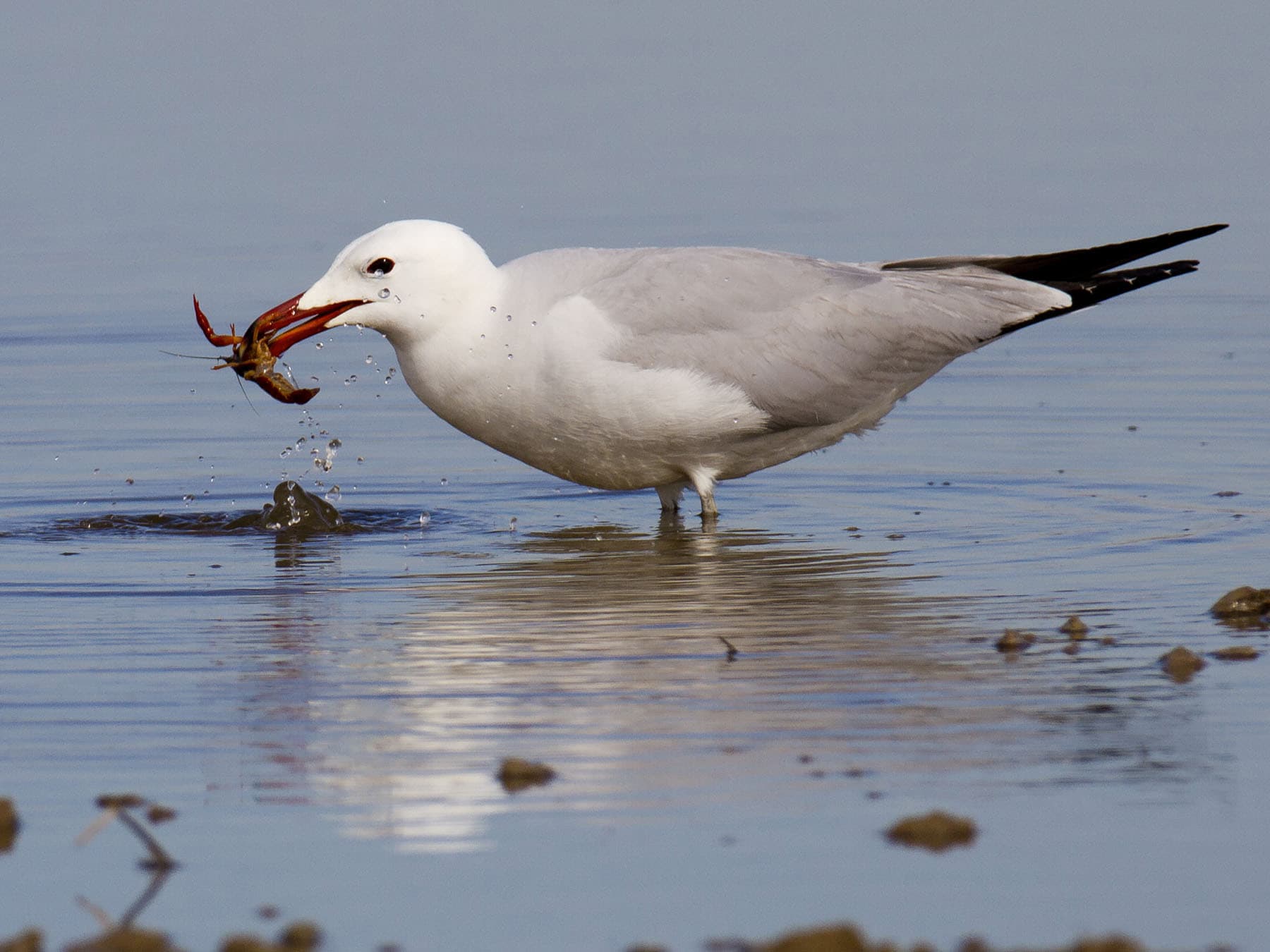 Audouins Gull feeding on prey
