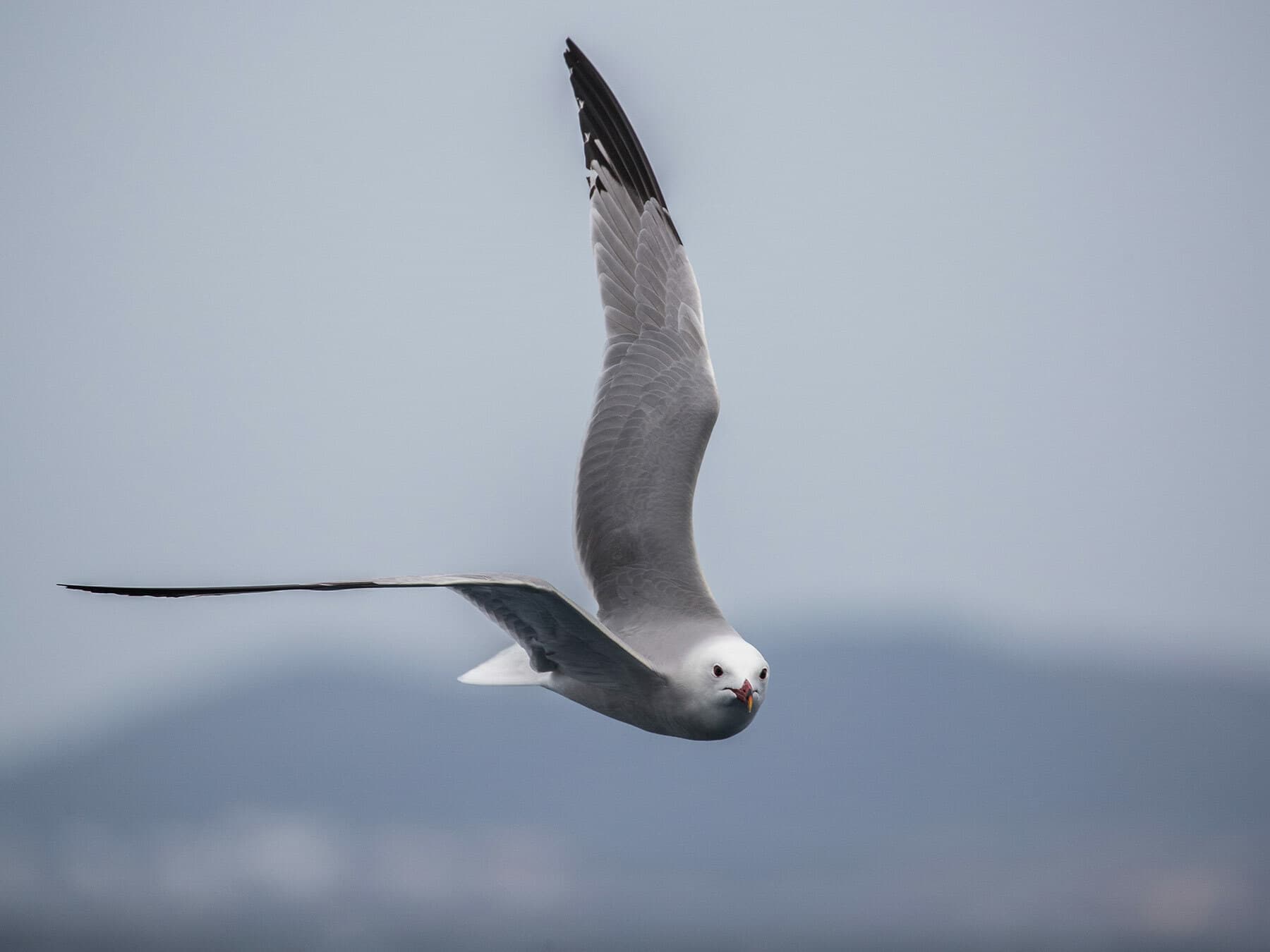 Audouins Gull in flight from above