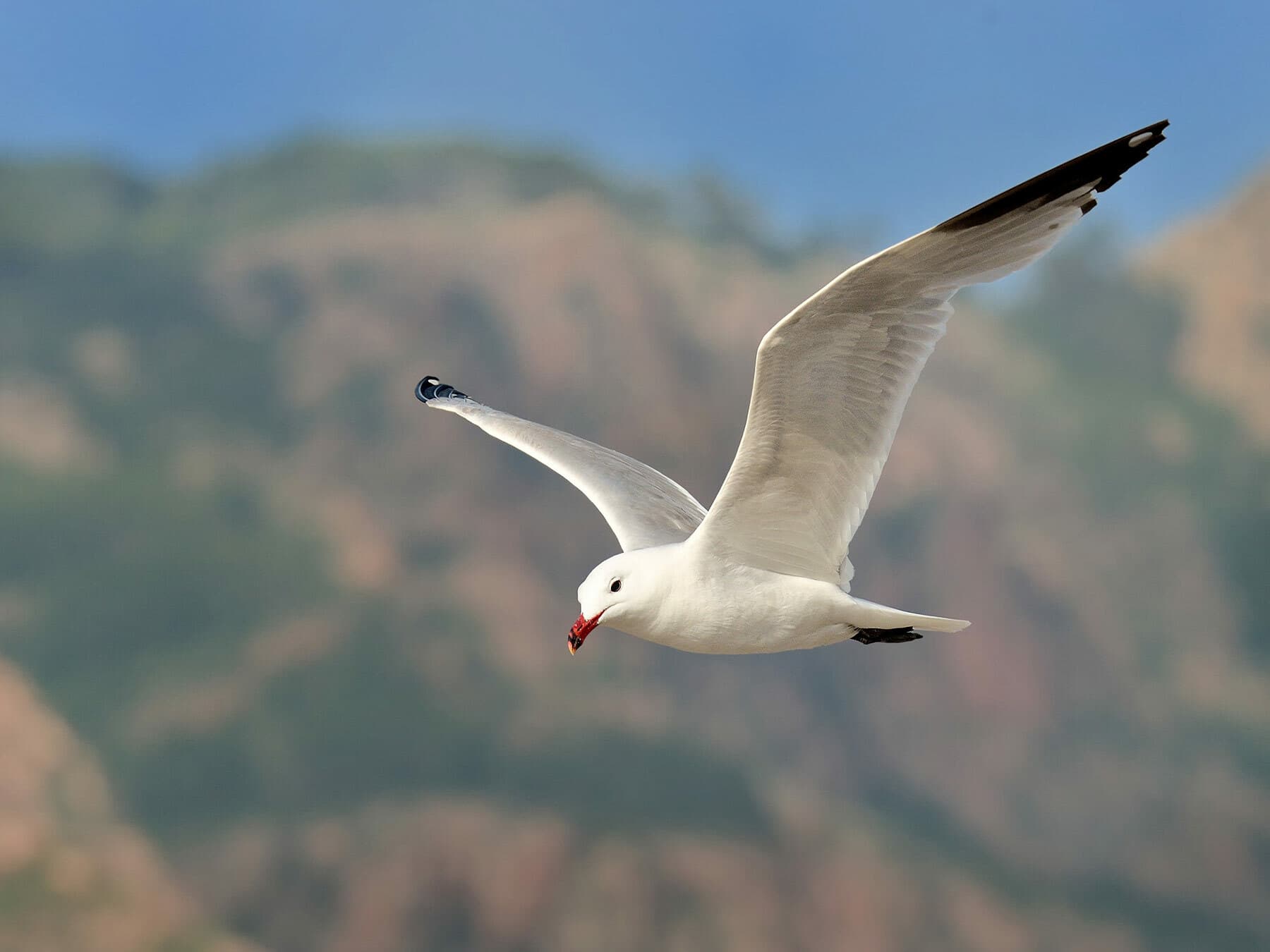 Audouins Gull in flight from below