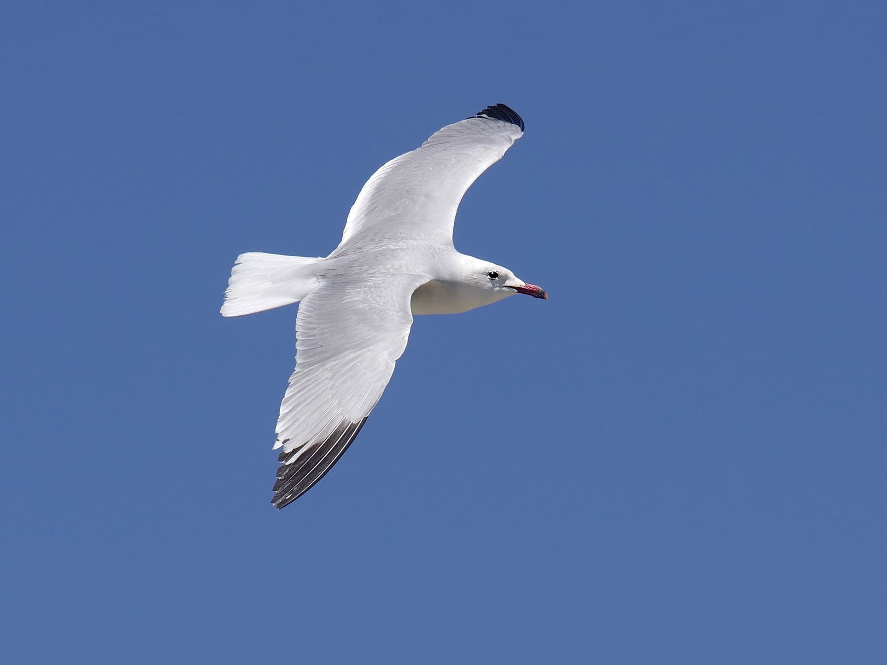 Audouins Gull in flight