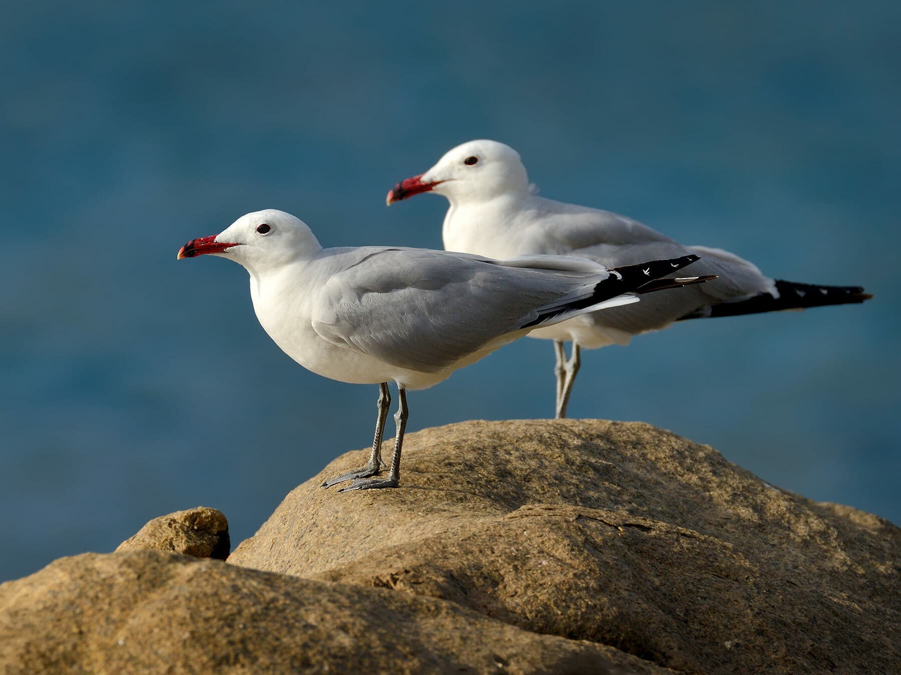 A pair of Audouins Gulls