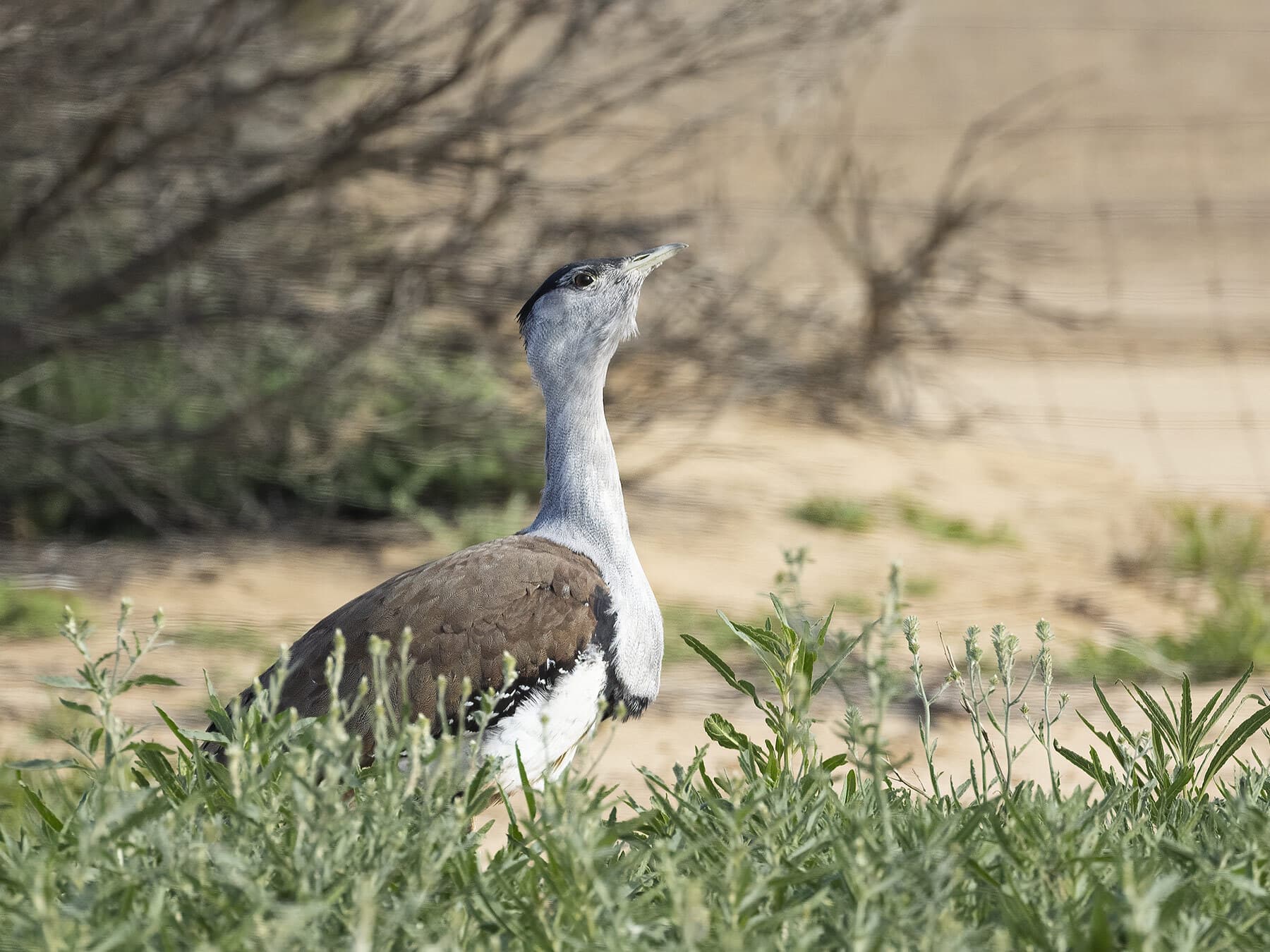 Australian Bustard in long grass