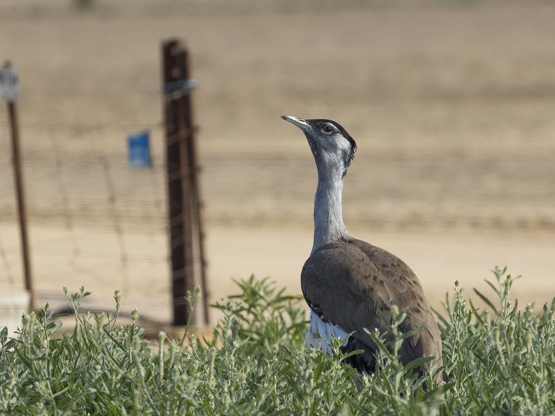Australian Bustard in its natural habitat