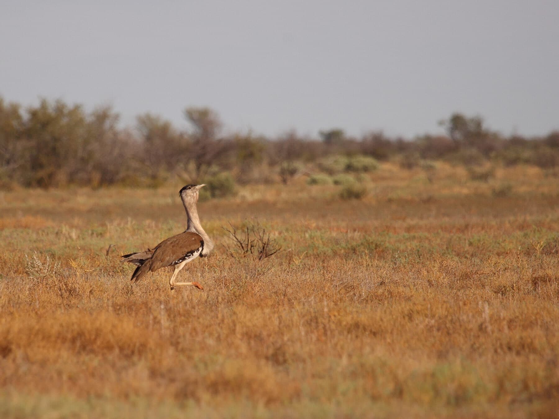 Australian Bustard walking across a desert plain
