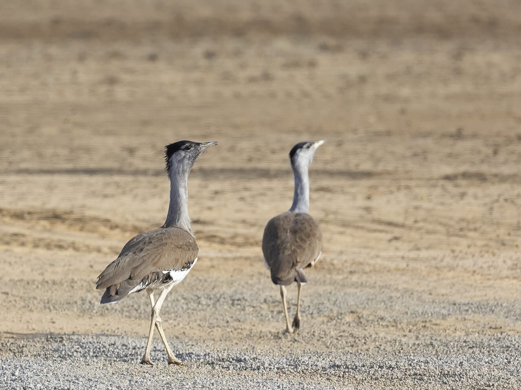 A pair of Australian Bustards
