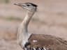 Australian Bustard