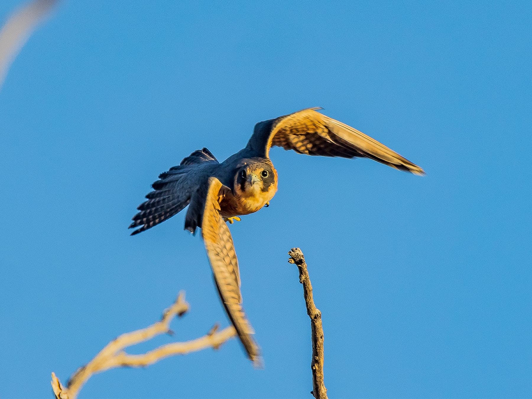 Australian Hobby in-flight