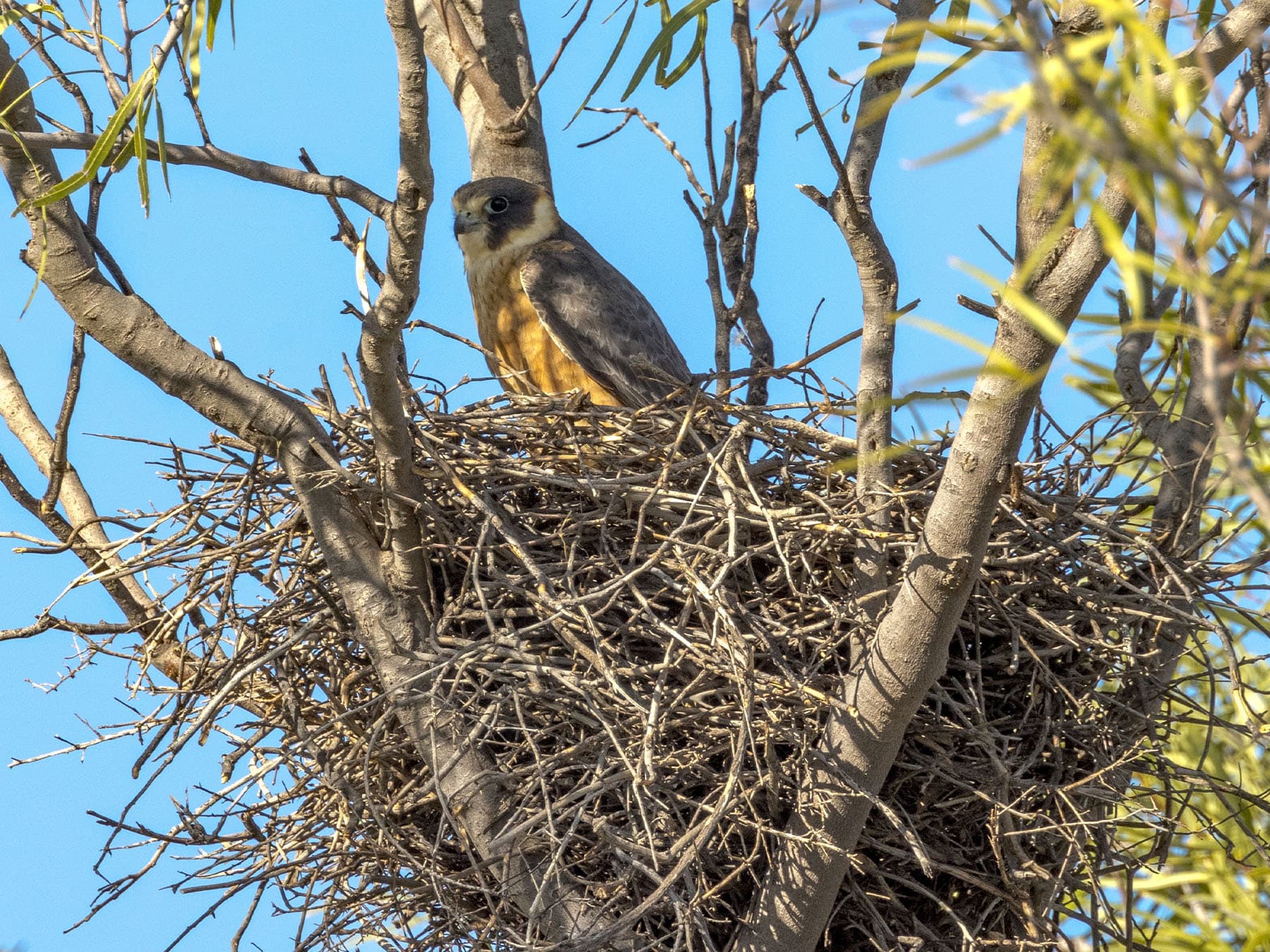 Australian Hobby at nest site