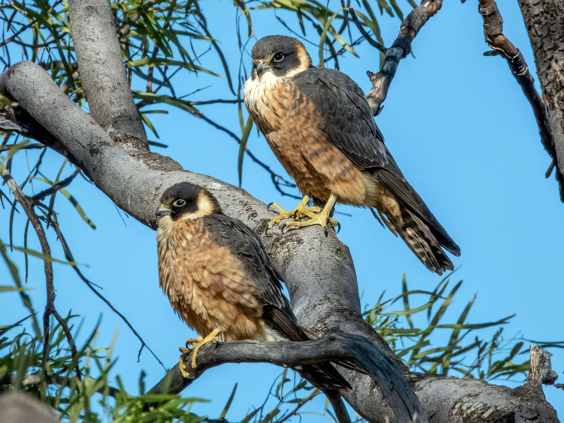 Australian Hobbies perching in natural habitat
